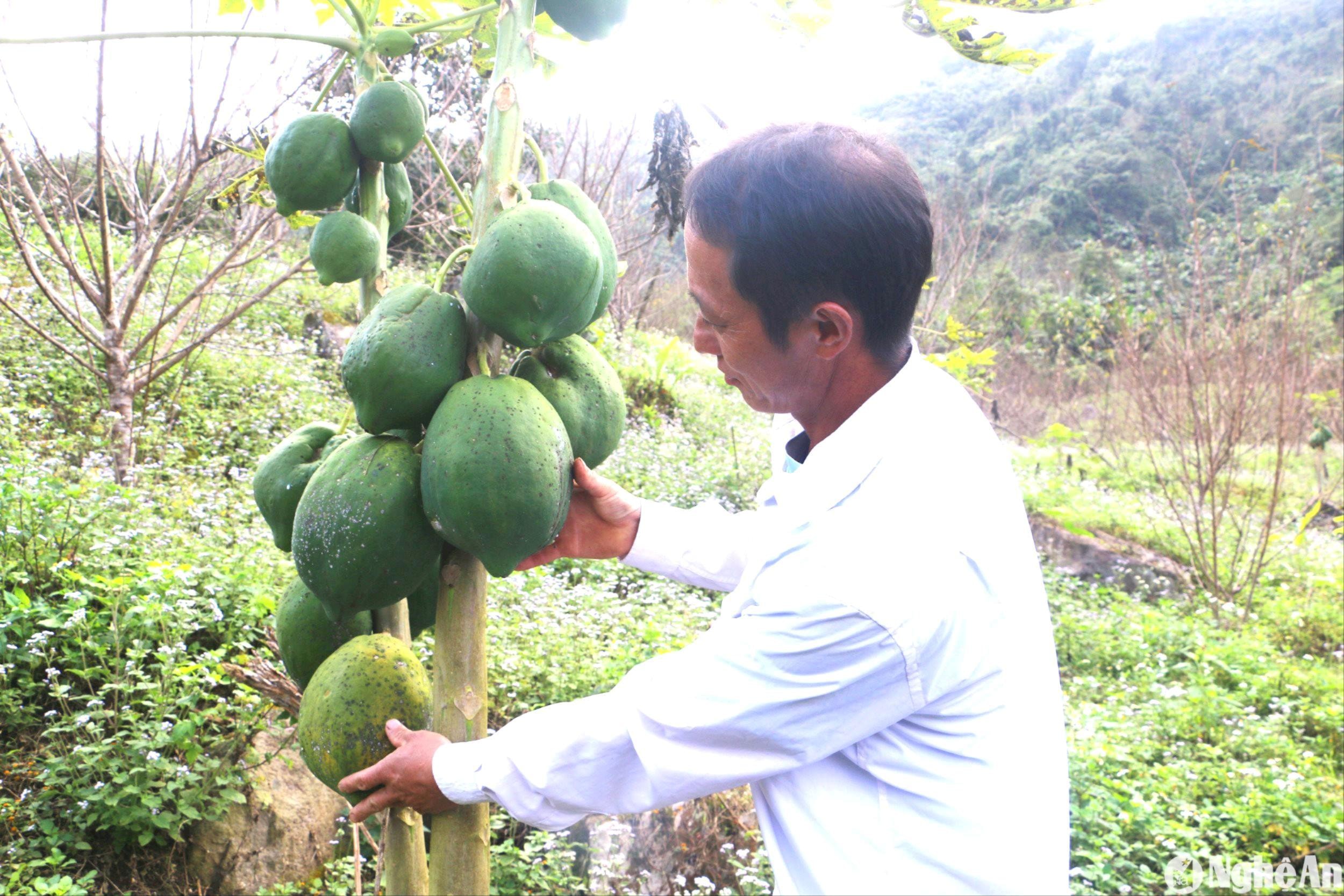 tai-cac-nuong-trong-dao-anh-con-ket-hop-trong-them-du-du-de-thu-hoach-qua-nham-tang-them-thu-nhap-cho-gia-dinh.-anh-an-quynh.(1).jpg