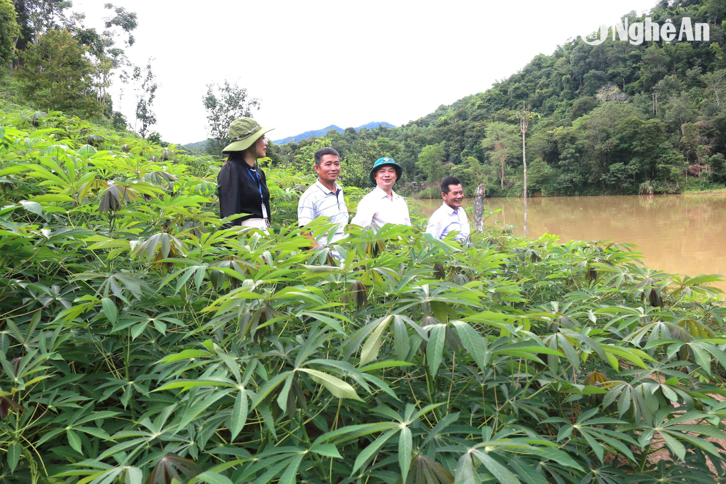 tu-trong-san-cao-san-cung-cap-nguyen-lieu-cho-cac-nha-may-nhieu-ho-dan-tren-dia-ban-xa-xa-luong-co-thu-nhap-on-dinh-trong-anh-lanh-dao-xa-xa-luong-tham-mo-hinh-trong-san-tai-ban-x.jpg