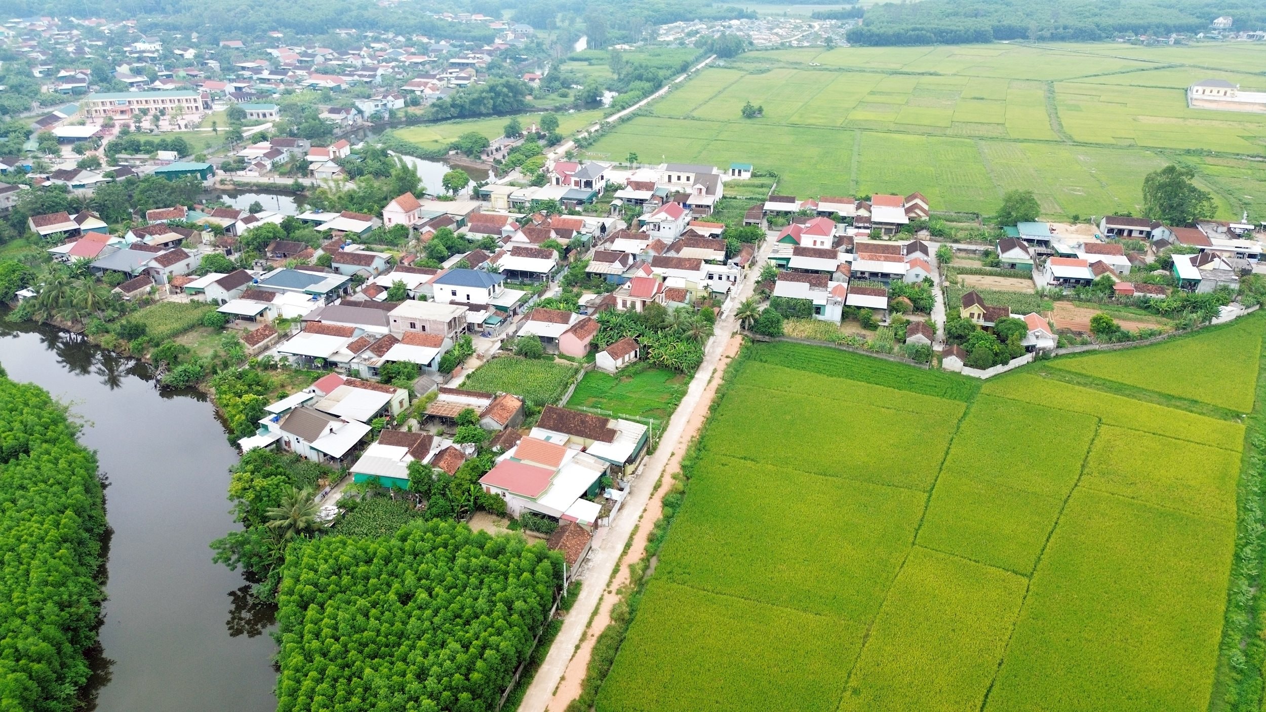 cánh đồng lúa hè thu . Ảnh Xuân Hoàng