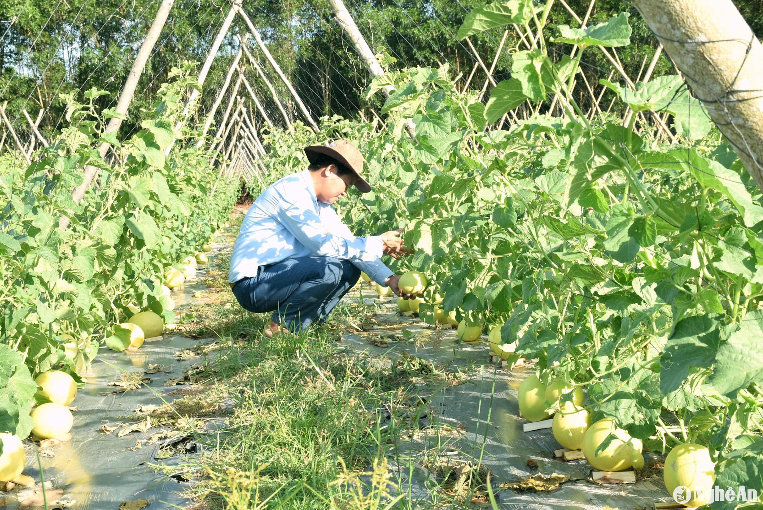 Trên địa bàn Nghệ An ngày càng có nhiều mô hình sản xuất nông nghiệp có hiệu quả. Ảnh Xuân Hoàng