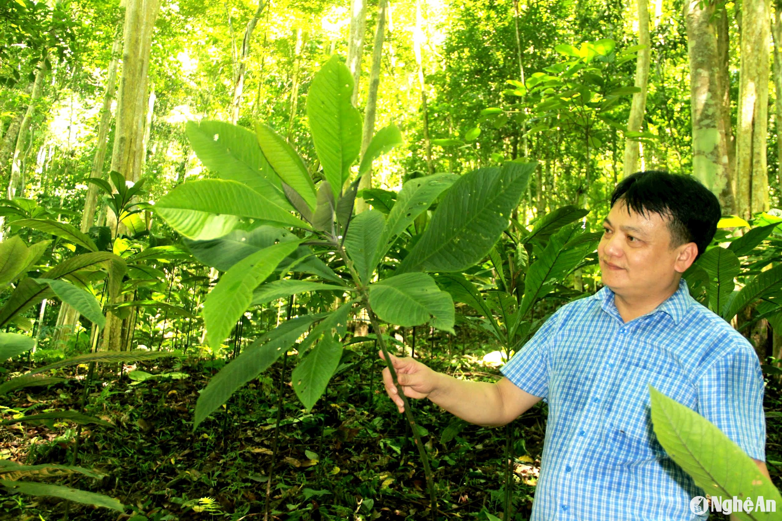 Cây khôi nhung tía ở xã Yên Hoà sau 2 năm trồng, nay đã cao quá đầu người. Ảnh Quang An