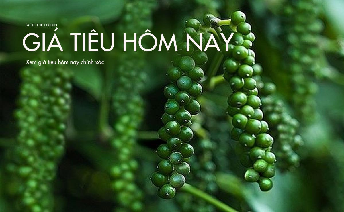 Giá tiêu hôm nay 26/8/2024: Tuần qua tăng mạnh 4,000 đồng/kg.