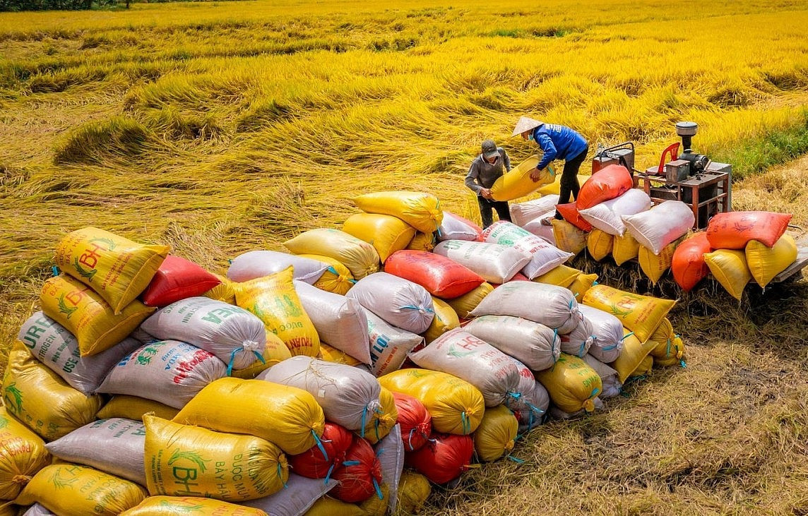 Giá lúa gạo hôm nay 27/8/2024: Gạo trong nước tăng nhẹ