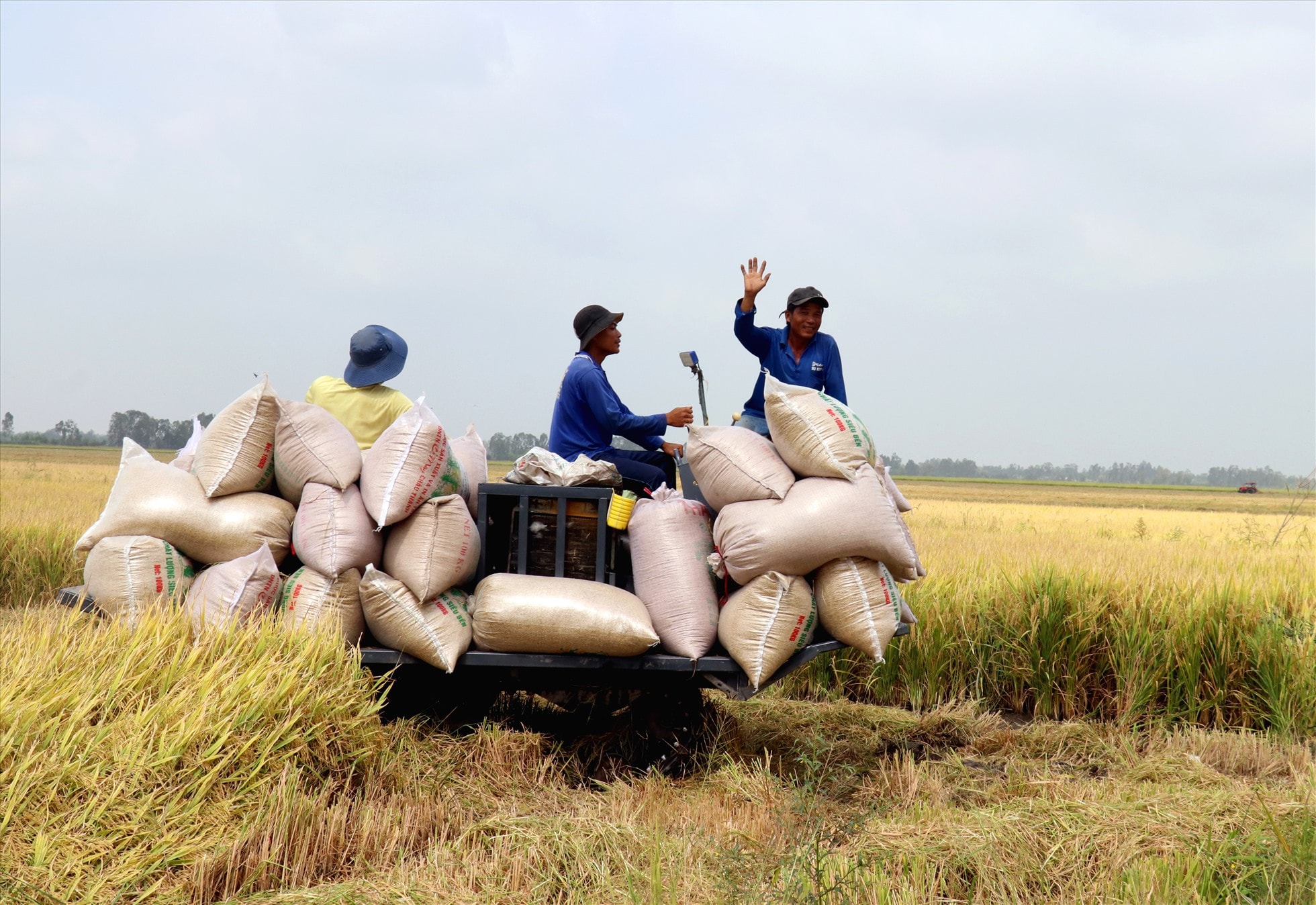 Giá lúa gạo hôm nay 28/8/2024: Trong nước đồng loạt tăng nhẹ