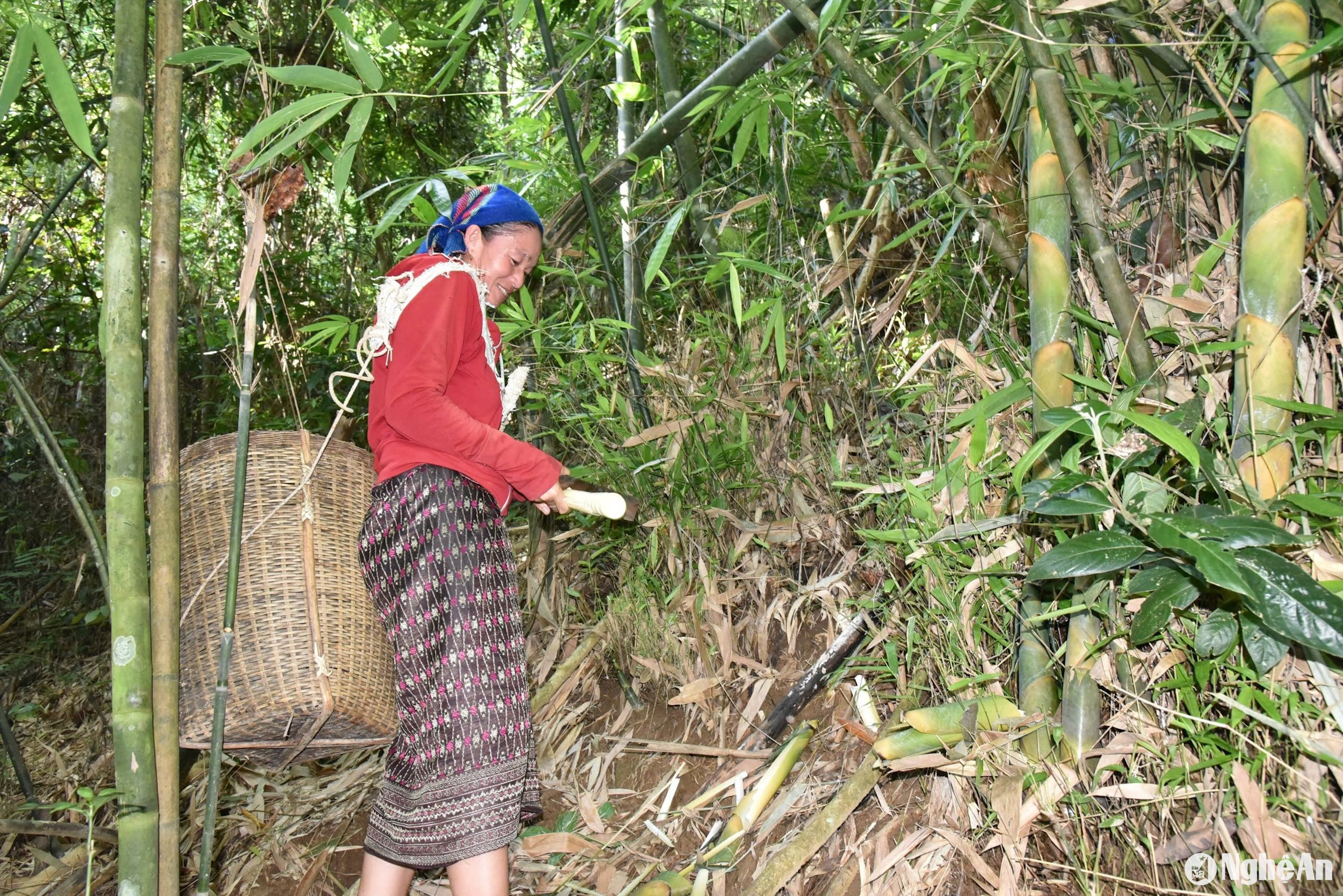 Sau những trận mưa dông, măng mọc nhanh, người dân xã Đồng Văn (Quế Phong) vào rừng từ sáng sớm để hái măng kiếm thêm thu nhập. Ảnh: Hoài Thu