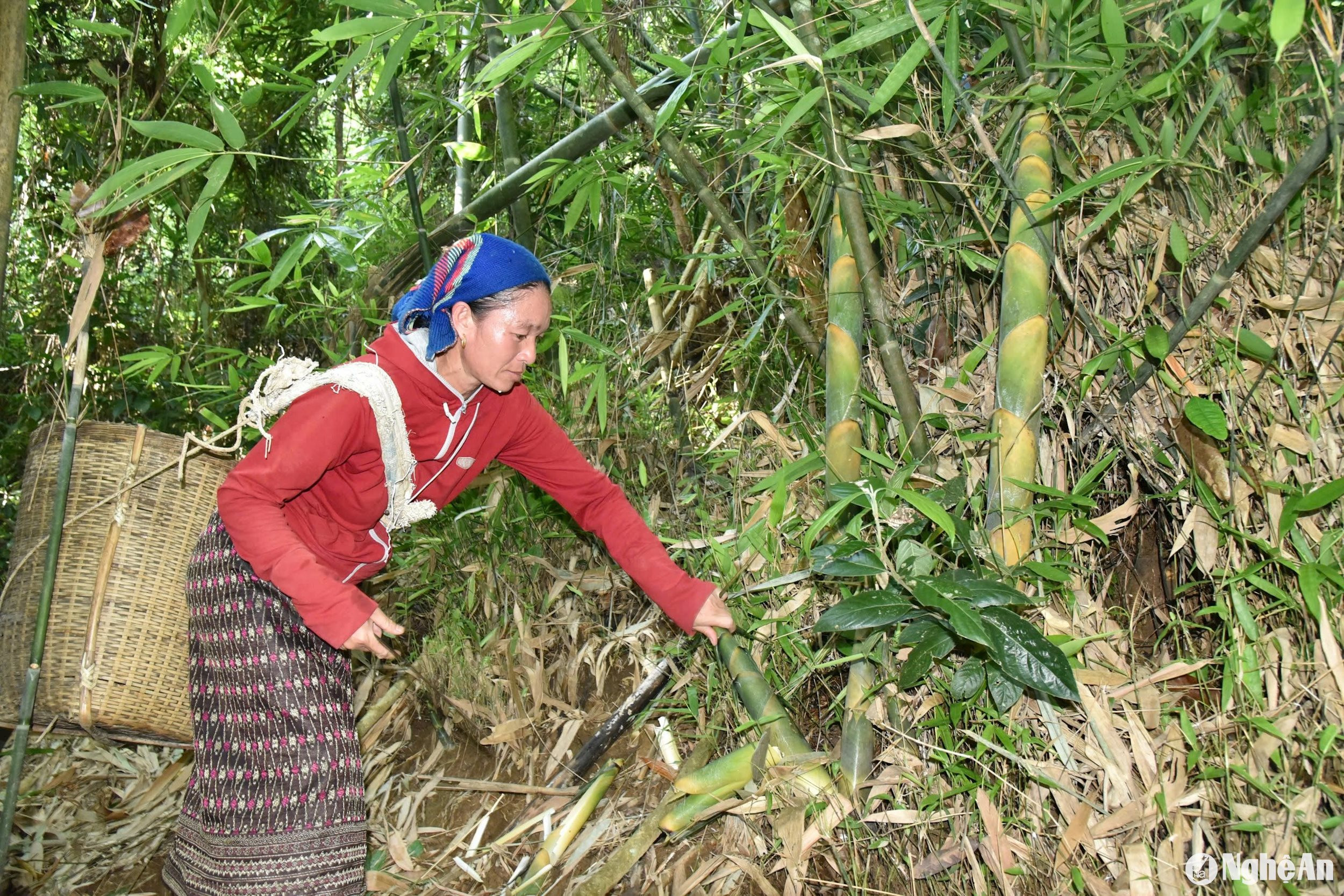 Để giữ sinh kế bền vững, người dân địa phương luôn ý thức và có phương án bảo vệ rừng, tuân thủ quy ước chung là không thả trâu bò vào khu vực có măng rừng. Ngoài ra, khi hái măng không được hái tận diệt, mỗi bụi măng phải trừ lại 2-3 búp để tạo điều kiện cho măng phát triển thành cây, tiếp tục sinh trưởng ở những lứa sau. Ảnh: