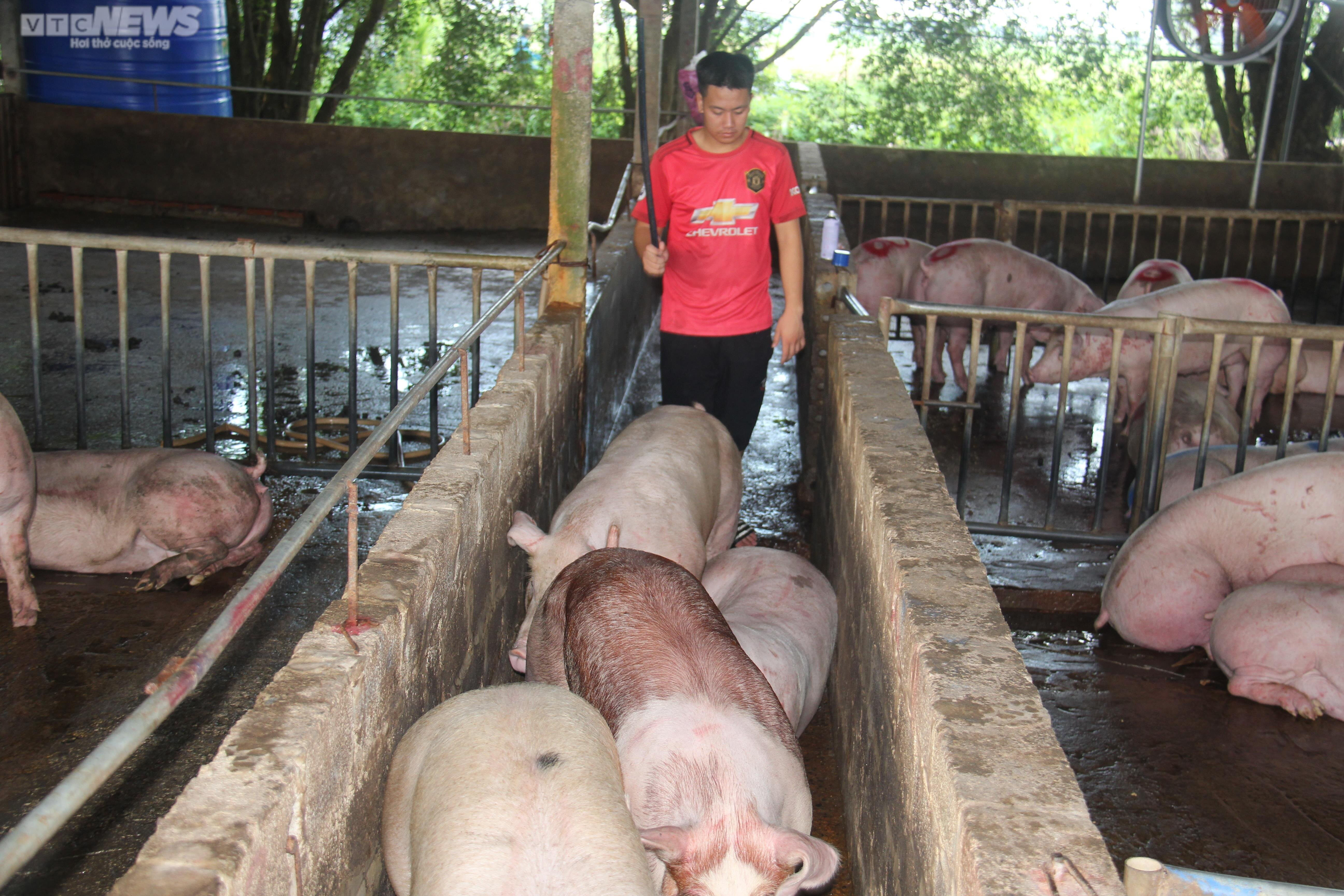 Giá lợn hơi hôm nay 29/8/2024: Điều chỉnh trái chiều