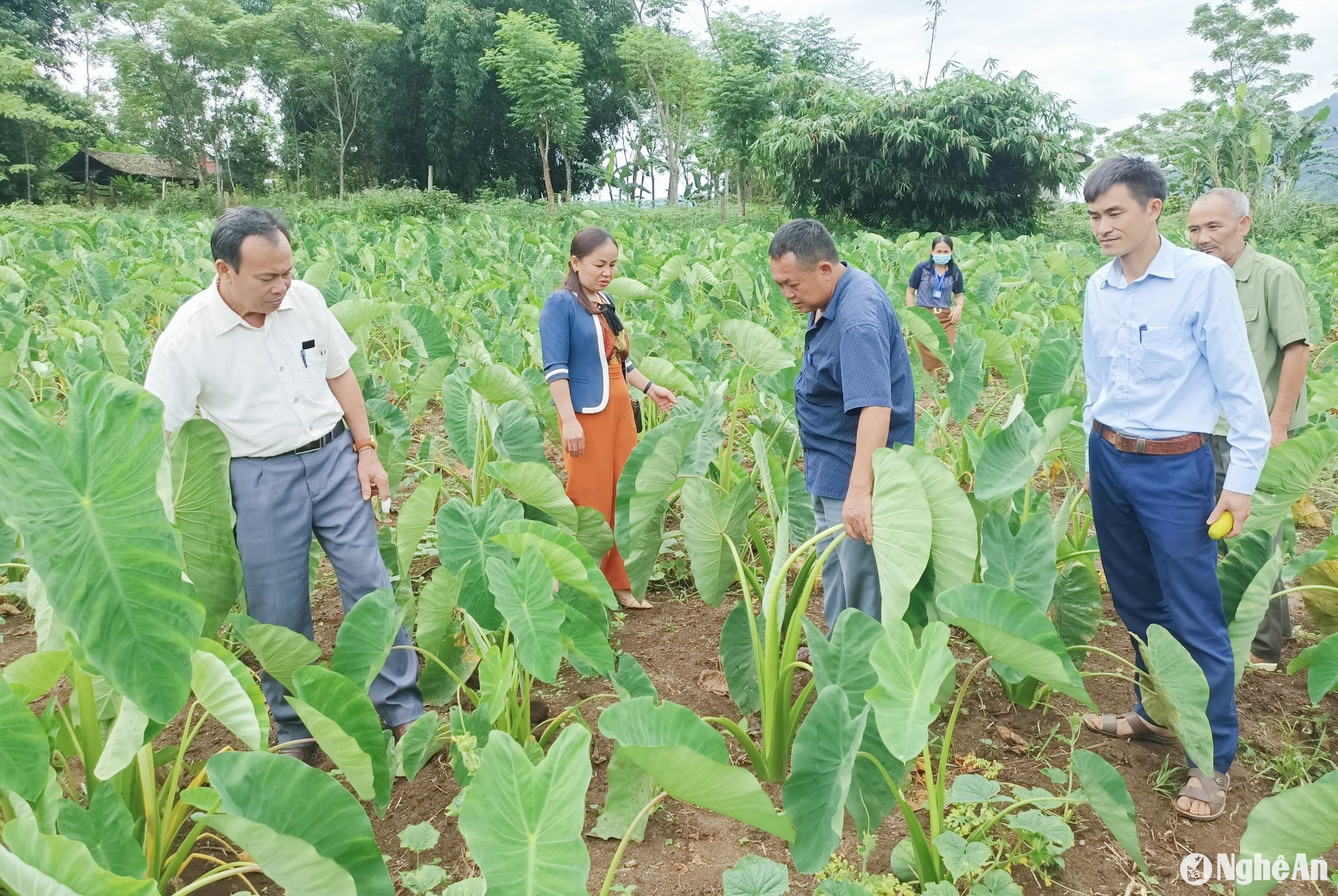 MHThông qua %22dân vận khéo%22 cải tạo vươn tạp, trồng cây khoai sọ đeml lại hiệu quả tại xã Nậm Giải, huyện Quế Phong