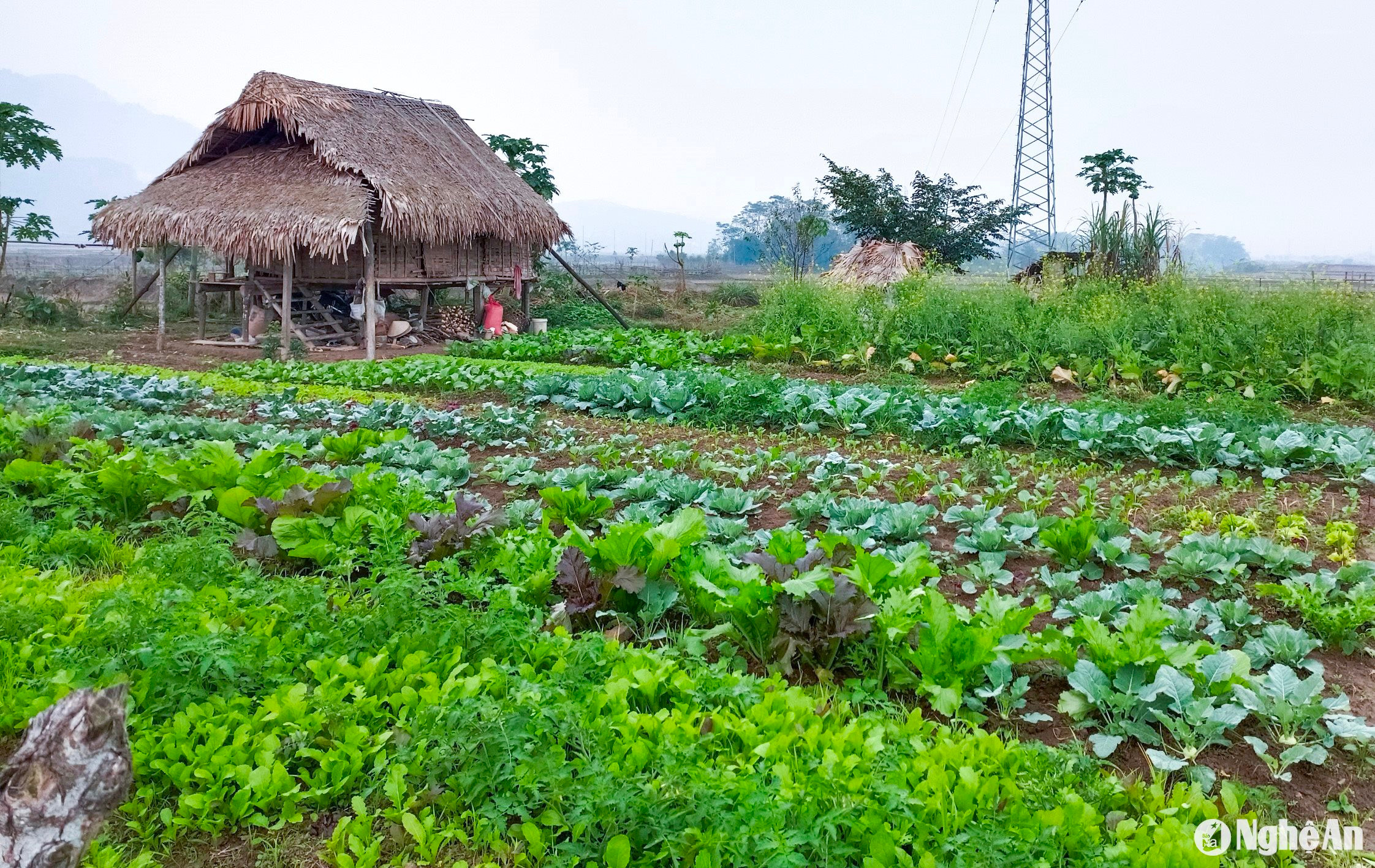  Mô hình rau hàng hoá của người dân xã Mường Noọc (huyện Quế Phong). Ảnh bài NTM của MH