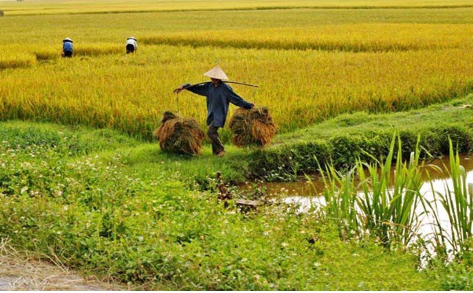 Giá lúa gạo hôm nay 30/8/2024: Giá lúa gạo giảm nhẹ