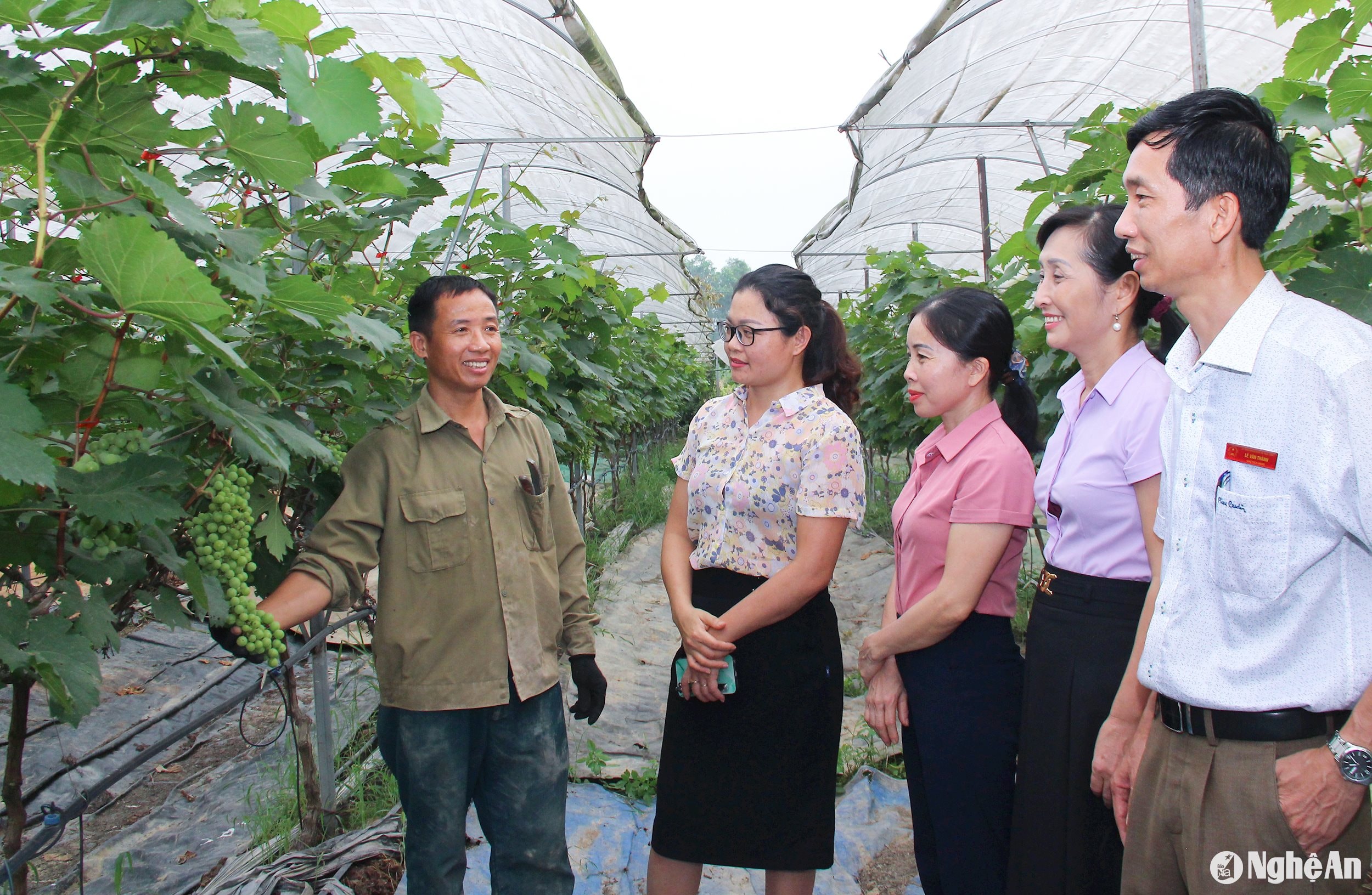  Mô hình trồng nho đem lại hiệu quả kinh tế cao tại xã Nam Lĩnh. Ảnh Mai Hoa, 