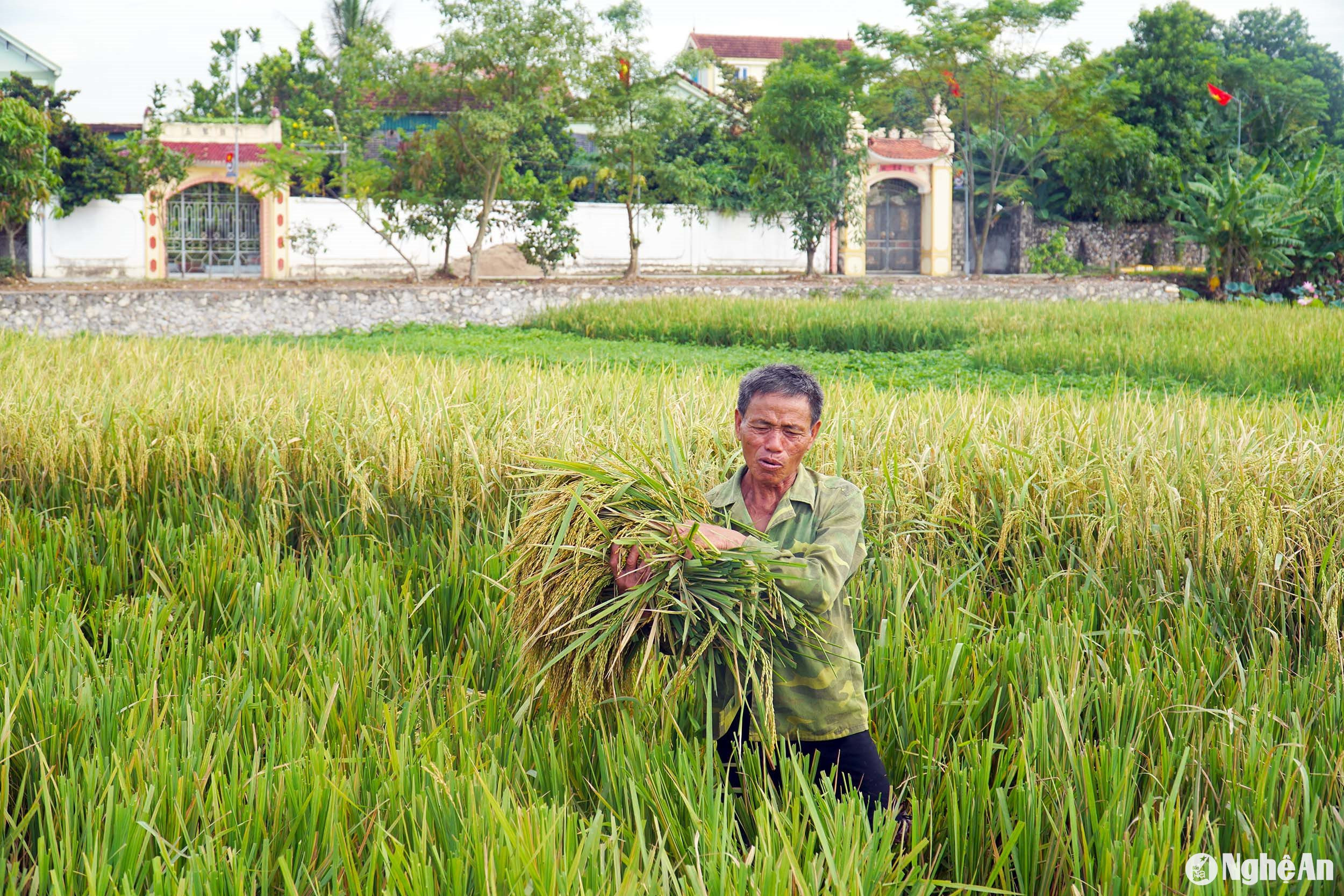  Nông dân Diễn Châu thu hoạch lúa Hè thu chạy lụt. Ảnh- Phú Hương