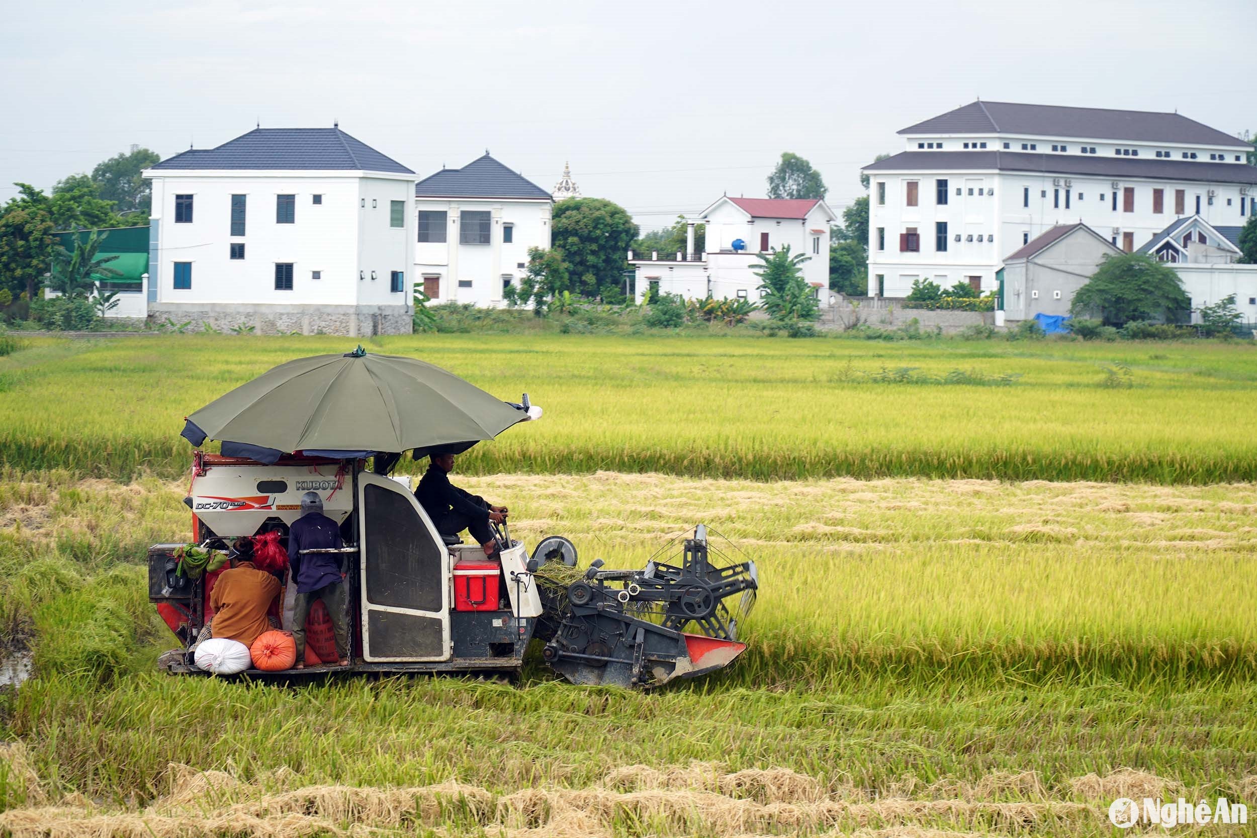  Thu hoạch lúa tại huyện Yên Thành. Ảnh- Phú Hương