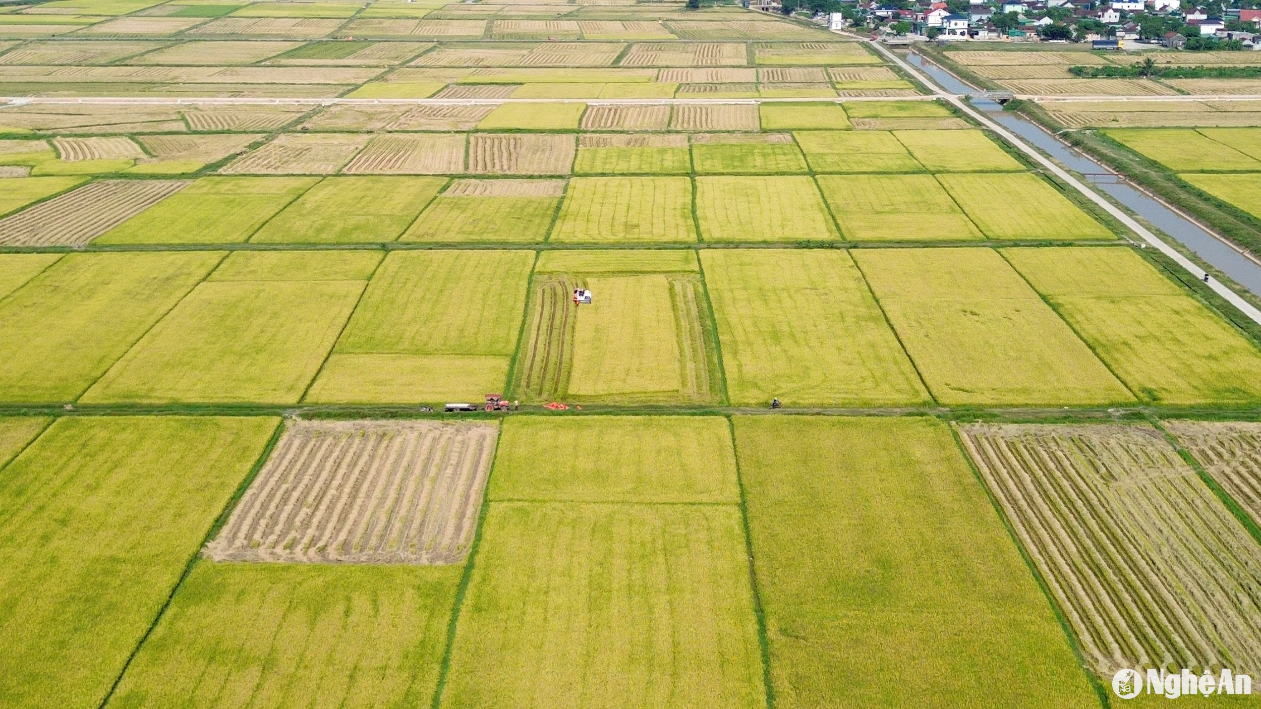 Những ngày cuối thành 8 này, lúa hè thu ở các huyện Đô Lương, Thanh Chương, Hưng Nguyên... đã chín vàng. nhiều diện tích đã được thu hoạch. Trong ảnh: Cánh đồng lúa hè thu của xã Thái Sơn (Đô Lương) trong sáng 31/8. Ảnh: Xuân Hoàng