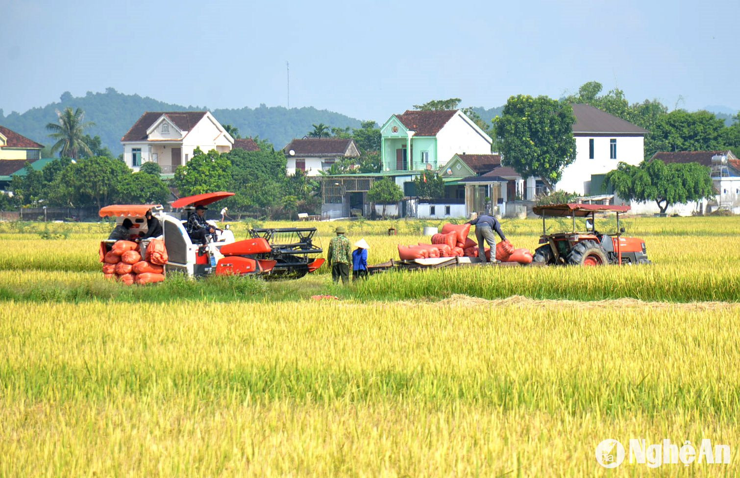 Thời tiết mùa này diễn biến phức tạp, thường xuyên có mưa gây không ít khó khăn cho việc thu hoạch lúa. Tuy nhiên, nhờ cơ giới hóa đồng bộ, nông dân thu hoạch lúa khá thuận lợi và nhanh chóng...