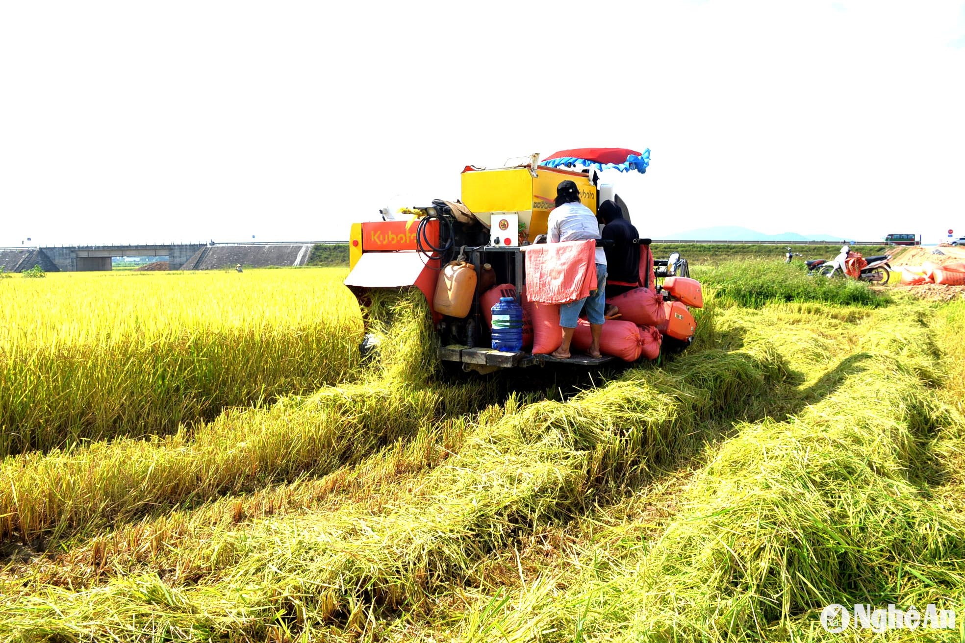 Thời tiết mùa này diễn biến phức tạp, thường xuyên có mưa gây không ít khó khăn cho việc thu hoạch lúa. Tuy nhiên, nhờ cơ giới hóa đồng bộ, nông dân thu hoạch lúa khá thuận lợi và nhanh chóng... Nông dân chủ động tiêu thoát nước từ sớm, giữ cho nền đất khô ráo nên đồng ruộng ít bị sình lầy, thuận lợi cho máy gặt đập liên hợp thu hoạch lúa. Ảnh: Xuân Hoàng