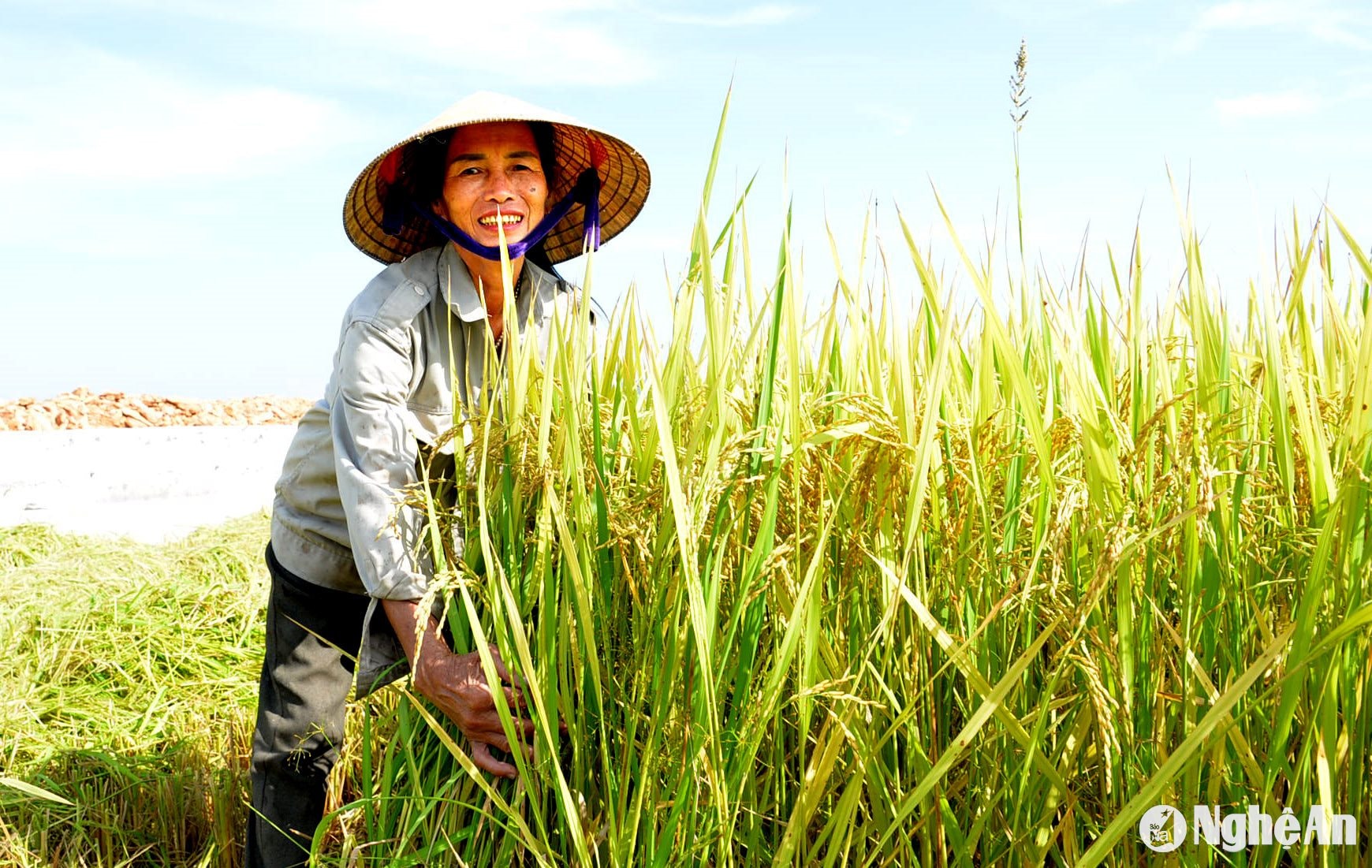 Bà Đặng Thị Quế nông dân ở xóm 4, xã Thái Sơn cho biết, vụ hè thu này gia đình bà gieo cấy 4 sào lúa, chủ yếu là lúa khang dân. Vụ hè thu này ít sâu bệnh, lúa tốt đều, bông to, hạt chắc, năng suất đạt trên 3 tạ lúa tươi/sao, cao hơn 60kg/sao so với vụ trước. Ảnh: Xuân Hoàng