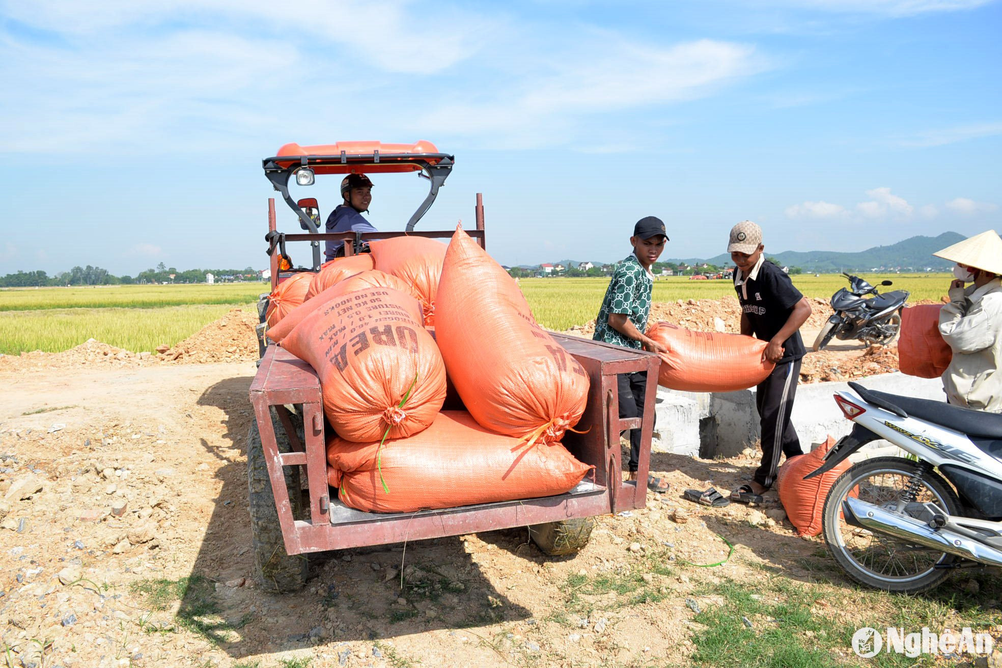 Việc vận chuyển lúa về nơi tập kết thuận lợi, nông dân phấn khởi vì lúa bán được giá khá cao, đảm bảo có lời. Bà lê Thị Hoa ở xã Quang Sơn, huyện Đô Lương phấn khởi nói, gia đình làm 6 sào ruộng hè thu, 