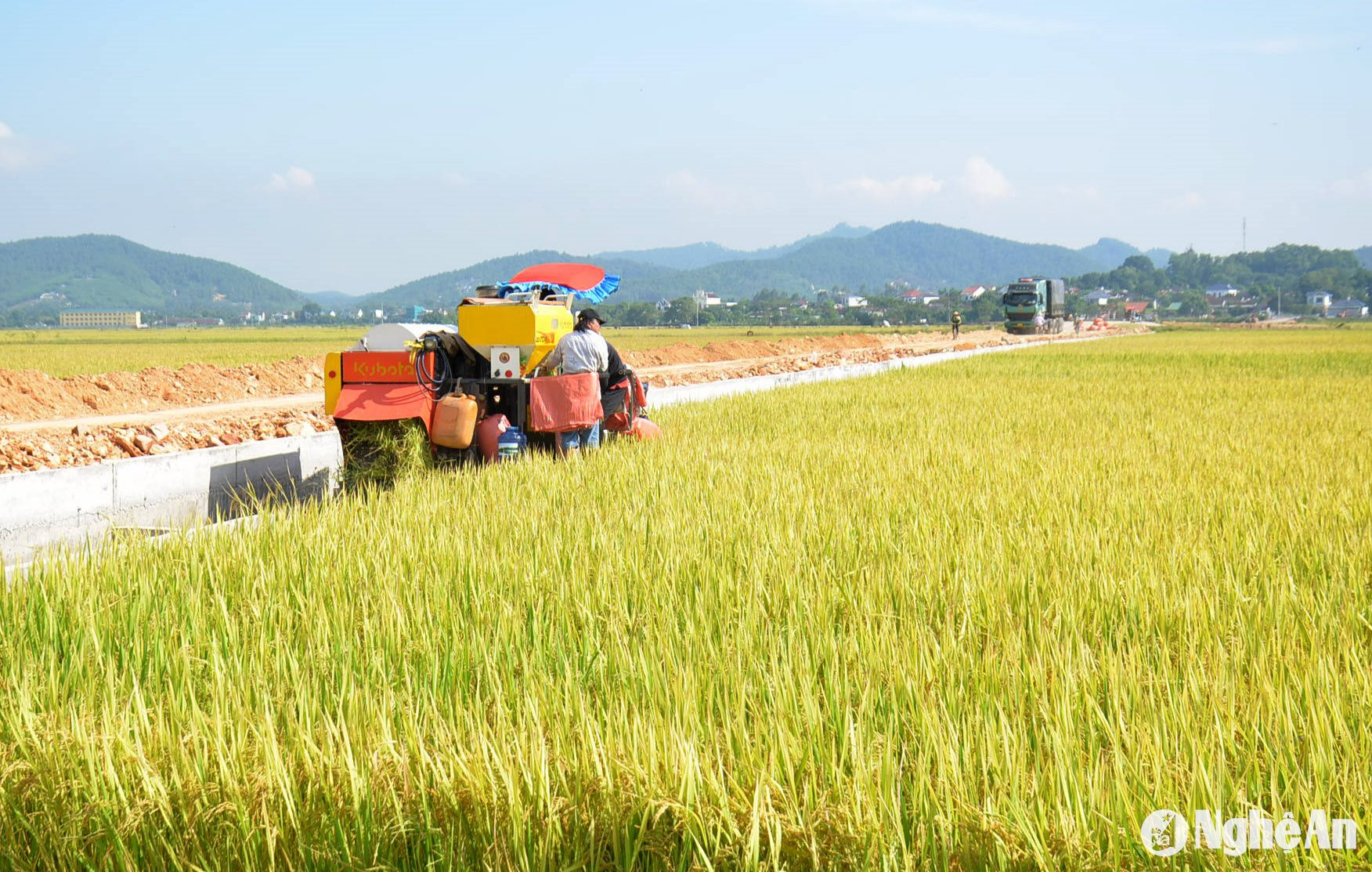 Bà con nông dân cho hay, vụ này chủ yếu cấy giống lúa khang dân, nên dễ bán, thương lái đánh xe ô tô đến tận ruộng thu mua lúa tươi với giá 650.000 đồng/kg. Ảnh: Xuân Hoàng