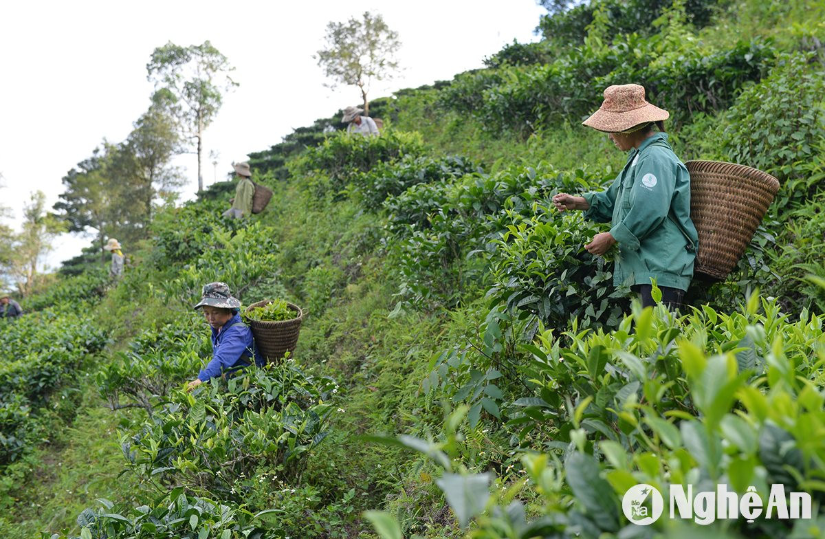  Người-Mông-xã-Huồi-Tụ-Kỳ-Sơn-thu-hái-chè-Shan-tuyết.-Ảnh-Thành-Cường-1