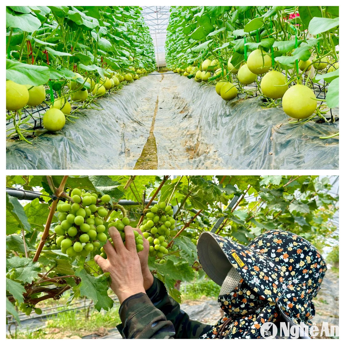  Sản phẩm nông nghiệp chất lượng cao được người nông dân Đô Lương ứng dụng công nghệ mới. Ảnh HV