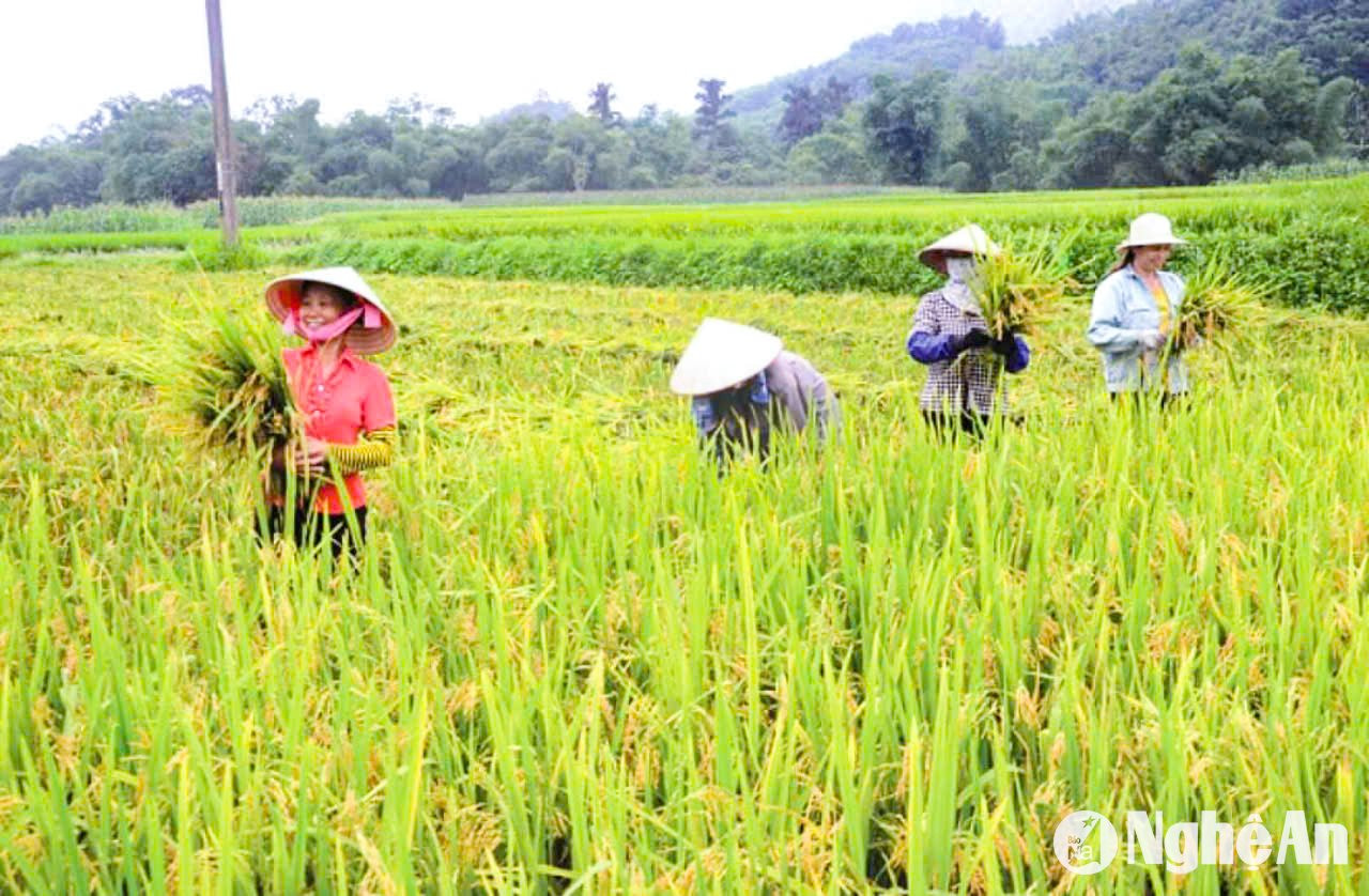  Nhiều nơi, máy gặt không vào được, bà con huy động nhân lực gặt tay. Ảnh: T.P