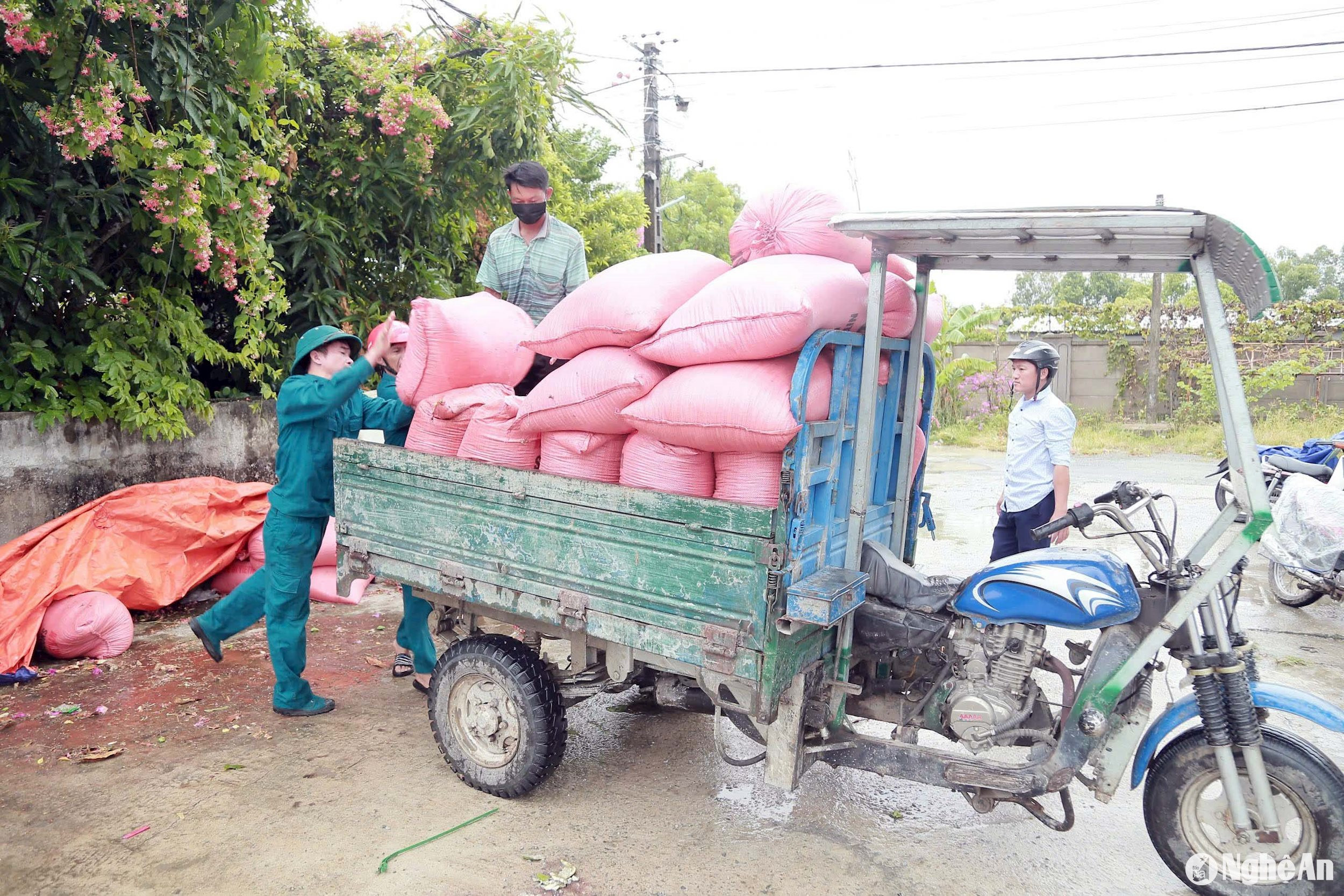  Các lực lượng của xã Hưng Tây vận chuyển lúa về phơi tại trường học, UBND xã. Ảnh- Phú Hương