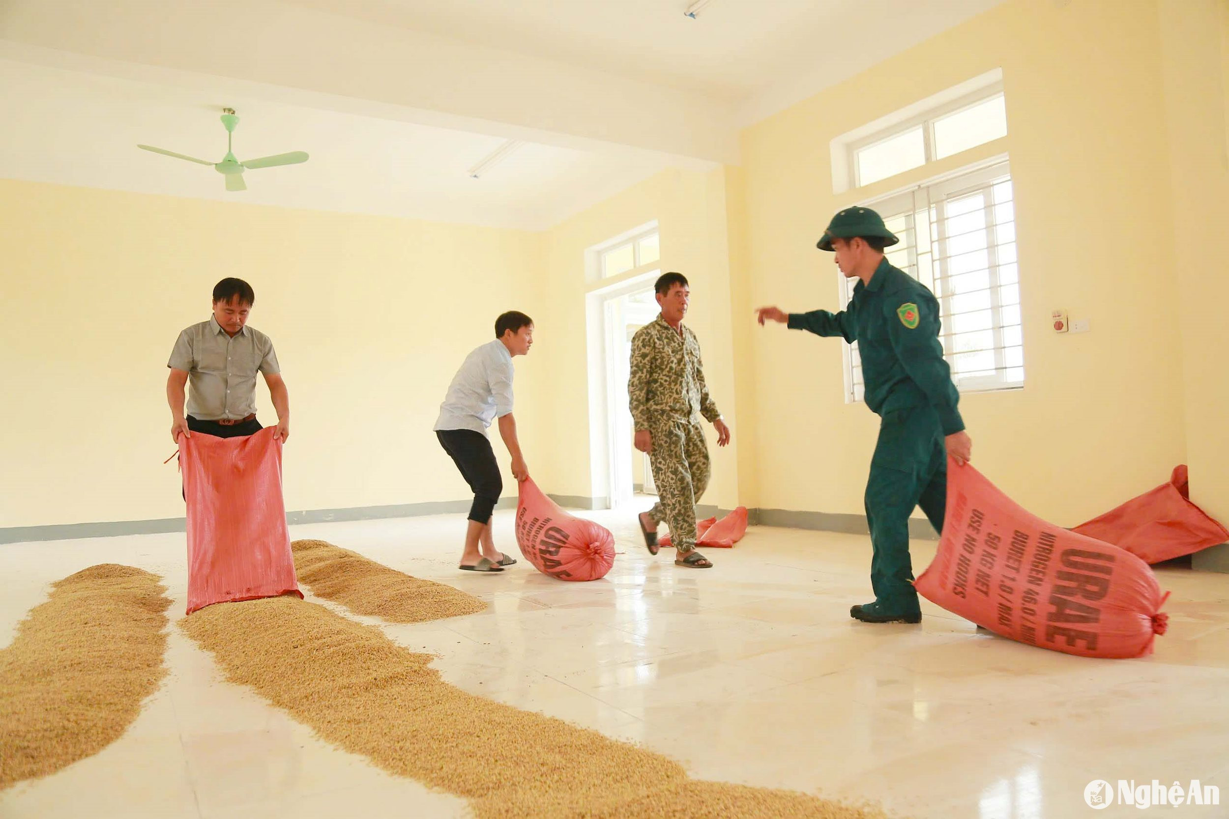  Lúa mới gặt về được rải đều, phơi trong thời gian chờ doanh nghiệp thu mua. Ảnh- Phú Hương