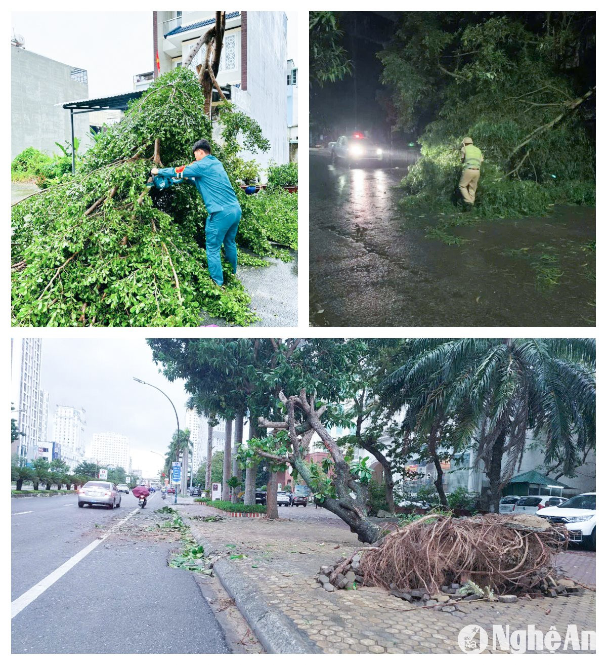 Tập trung thu dọn những cây bị ngã đổ do gió lớn vào đêm qua (5/9).