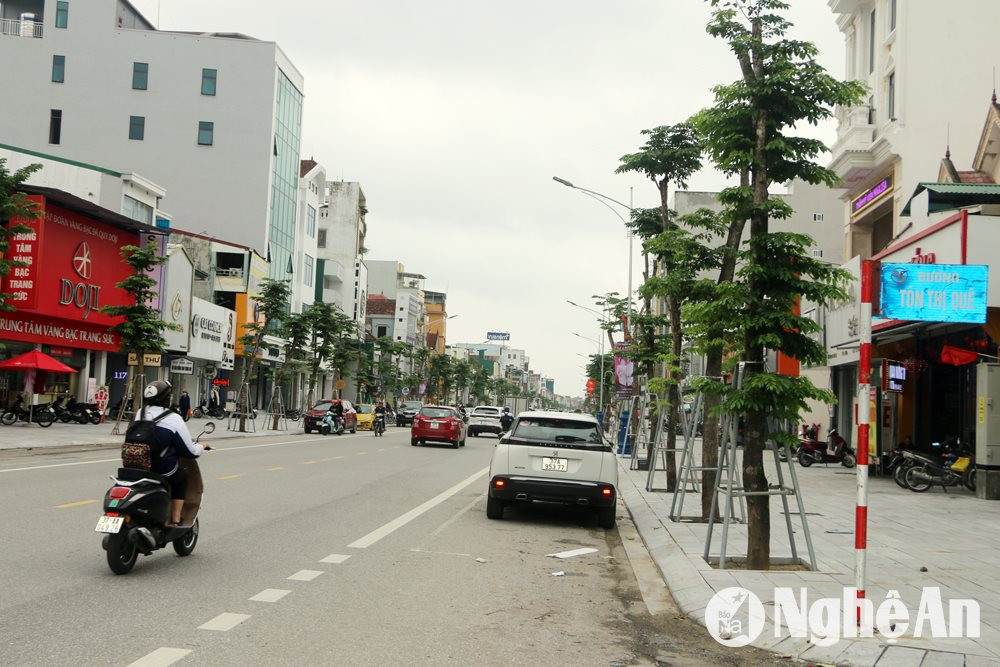  Màu xanh của cây giáng hương và nét hiện đại đã dẫn hình thành trên tại đường Nguyễn Văn Cừ