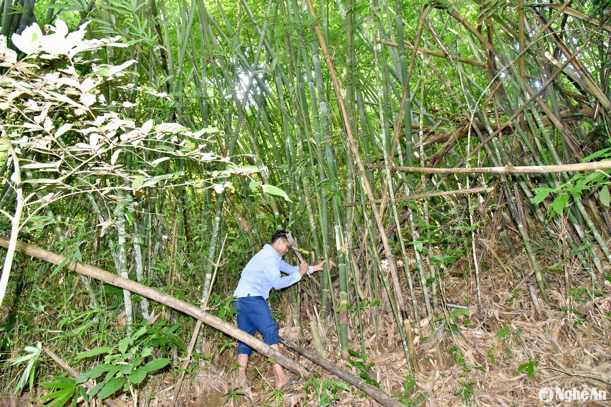 cây lùng ở Thong Thụ, Đồng Văn mọc ở các vùng núi cao, cách xa khu dân cư có nơi trên 40km hoặc quanh vùng lòng hồ thuỷ điện