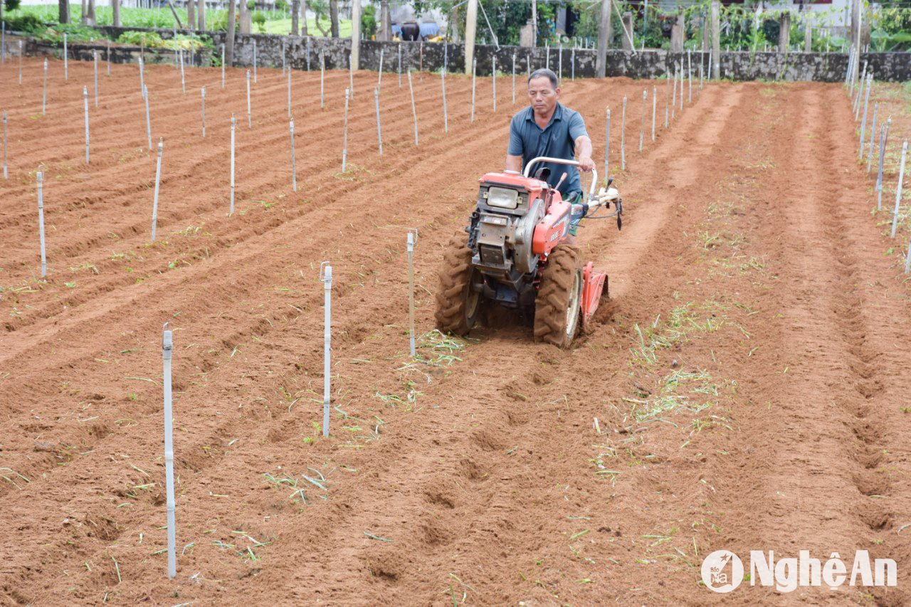 Nhiều vùng màu đang trong giai làm đất, xuống giống, chưa có rau thu hoạch. Ảnh: T.P