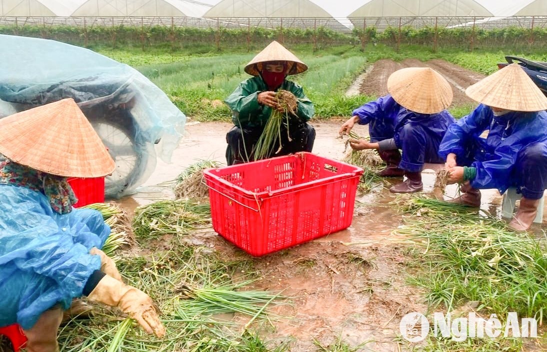 Mưa gió, rau bị úng, lầy khó khăn trong thu hái. Ảnh: T.P