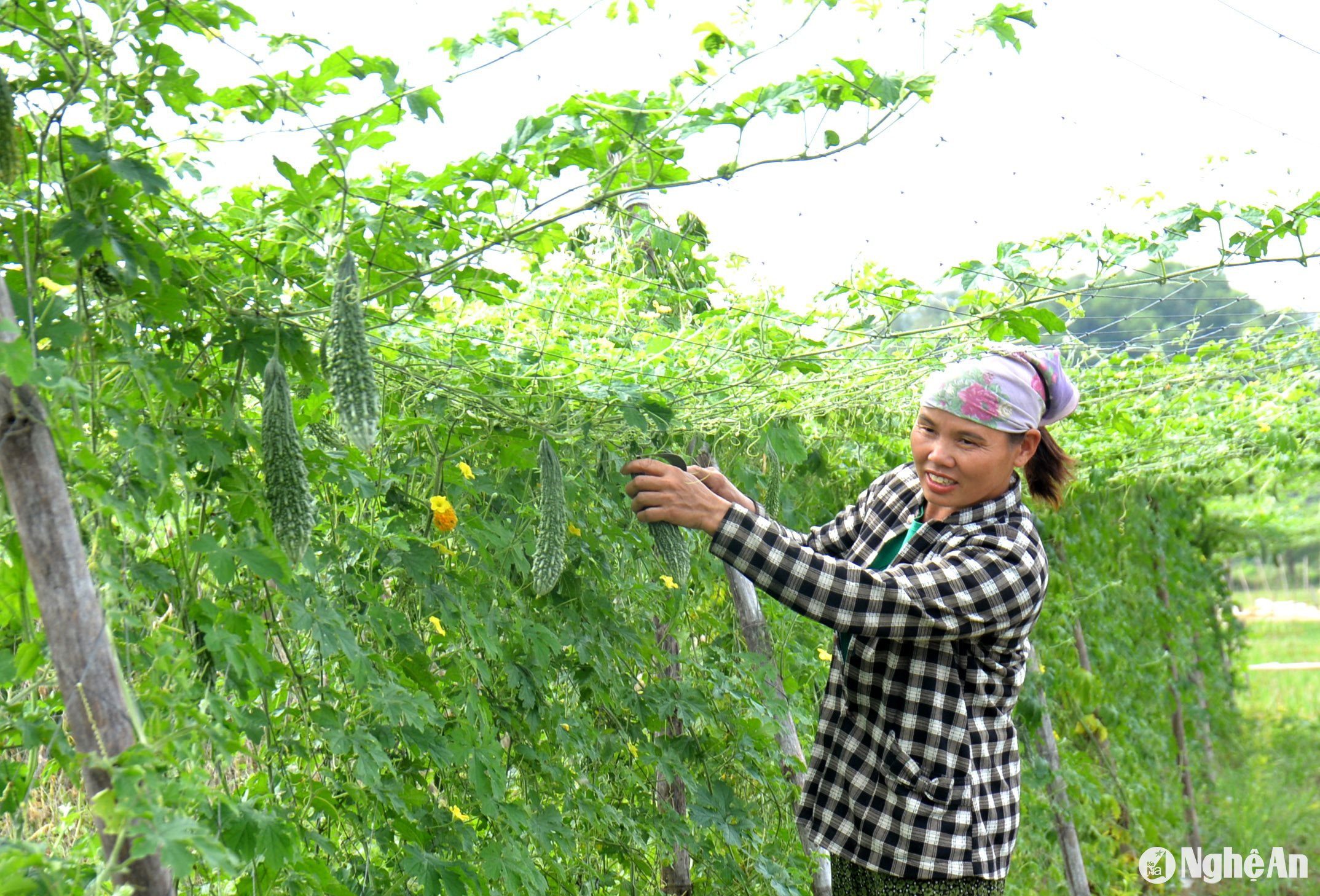 Chị Phan Thị Hoa, chủ đám ruộng mướp đắng cho hay, sau khi thu hoạch xong lúa Xuân, gia đình không gieo cấy hè thu mà triển khai trồng mướp đắng trên diện tích 1 sào. Xuống giống từ đầu tháng 7, đến đầu tháng 8 cho thu hoạch. Sau 1 tháng, gia đình đã thu hoạch được 2 tạ quả, giá bán từ 10.000 - 12.000 đồng/kg. Chị Hoa cho biết, mướp đắng cho thu hochj kéo dàu đến Tết Nguyên đán, nên 1 sào thu nhập khoảng 15 triệu đồng. Ông Trần Văn Tuấn - Phó Chủ tịch UBND xã Lưu Sơn cho biết: Là địa phương có t