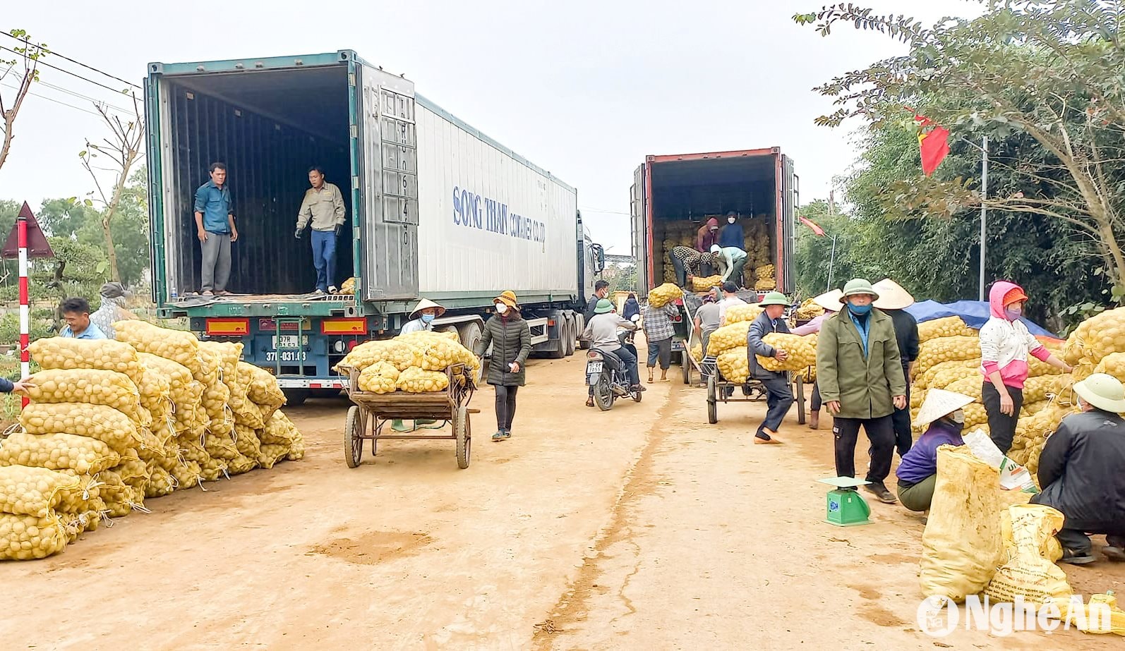 HTX Nông nghiệp và Dịch vụ xã Diễn Phong (Diễn Châu) là cầu nối trong liên kết vào bao tiêu nông sản cho nông dân. 