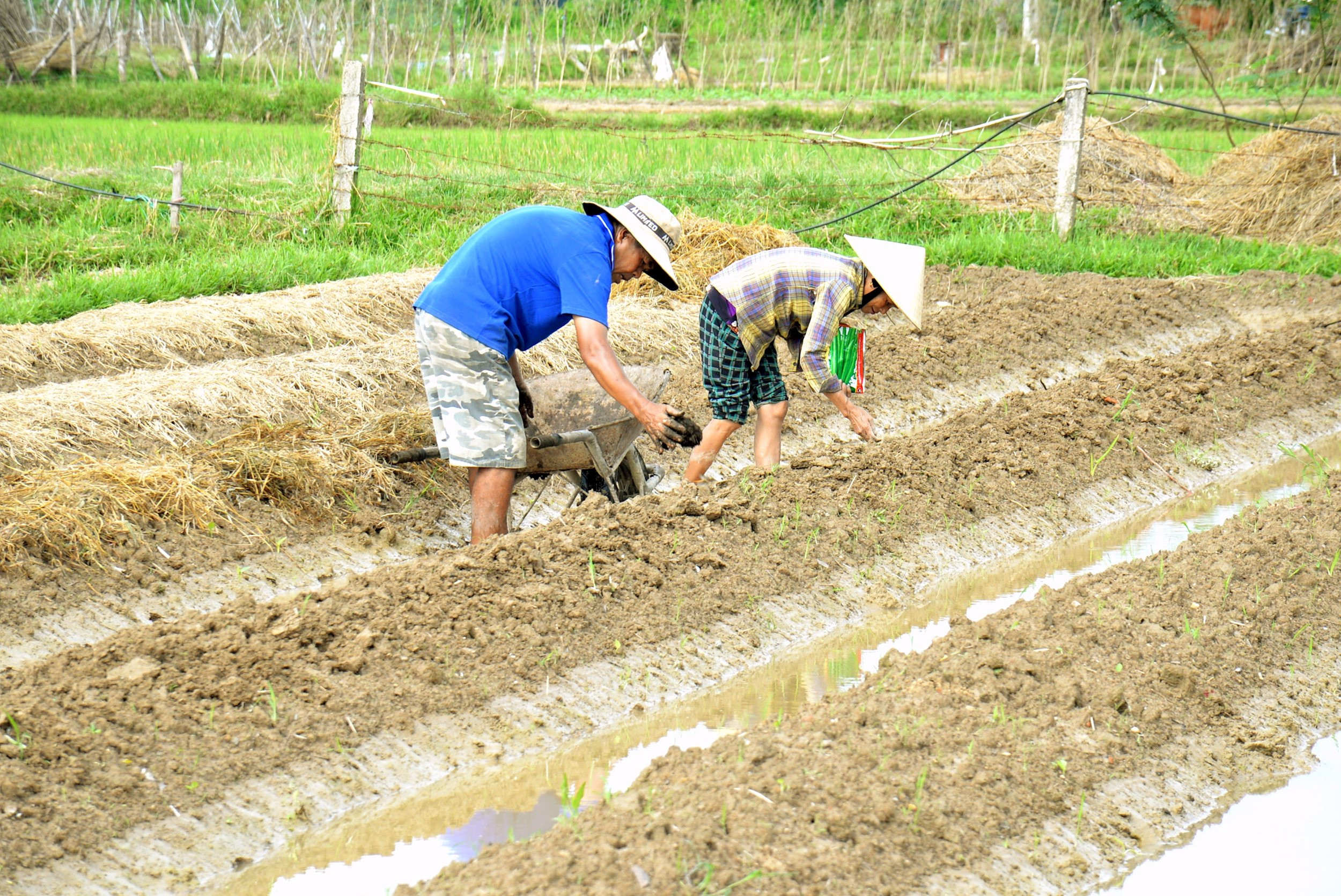 Tranh thủ thời tiết nắng ráo, bà con nông dân bám đồng sản xuất vụ đông. Ảnh: Xuân Hoàng