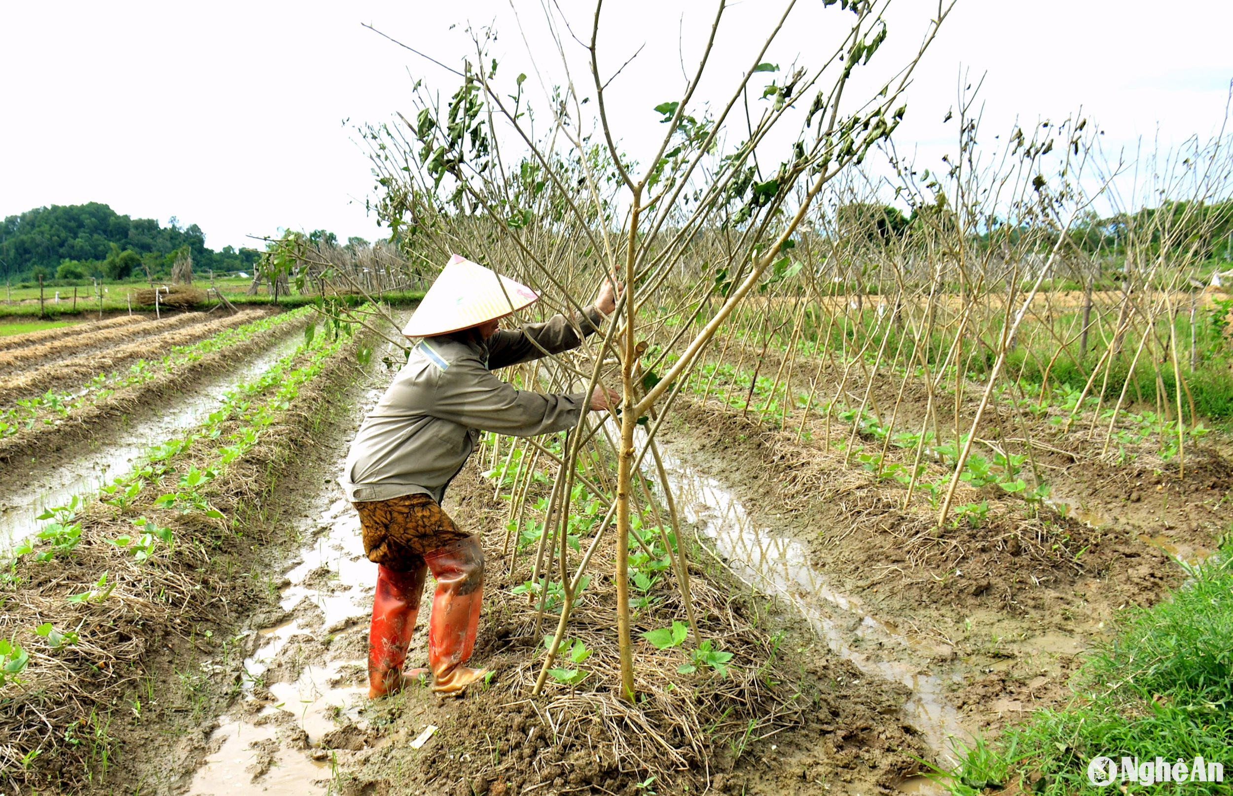 Để đáp ứng nguồn rau cung cấp cho thị trường, tránh tình trạng thu hoạch cùng một thời điểm, bà con nông dân huyện Đô Lương không xuống giống cùng một lúc, mà hộ làm trước, hộ làm sau. Do đó, cùng trên một cáh đồng nhưng có đám đã lên xanh tốt, có đám giờ mới xuống giống, thậm chí có những loại rau đã cho thu hoạch. Trong ảnh: Bà con nông dân tận dụng cây que làm giàn cho đậu cô ve. Ảnh: Xuân Hoàng