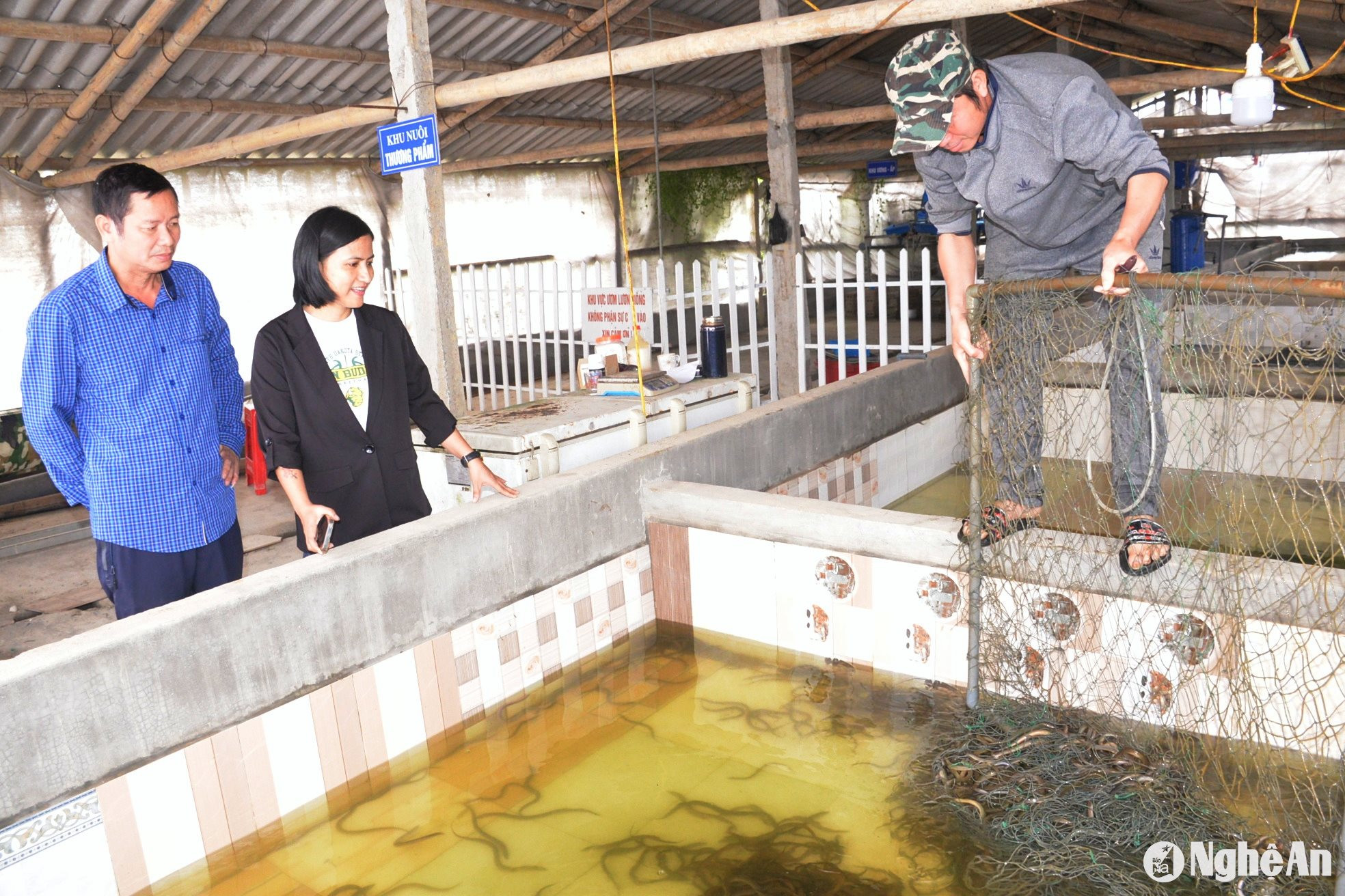 Mô hình nuôi lươn không bùn trong bể xi măng ở xã Nghĩa Đồng (Tân Kỳ). Ảnh: Xuân Hoàng