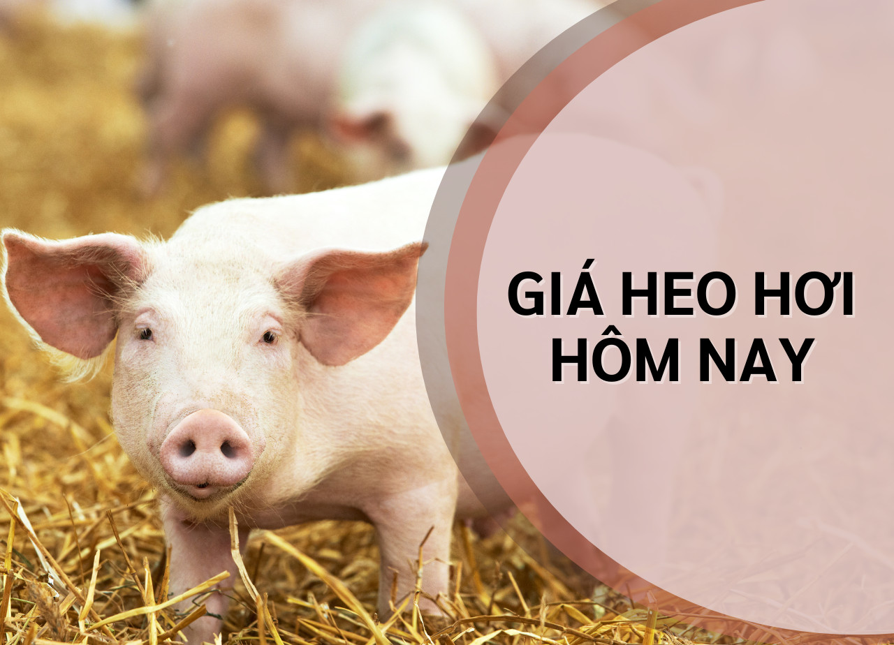 Giá lợn hơi hôm nay 17/9/2024: Tăng nhẹ ở 2 miền Nam, Bắc