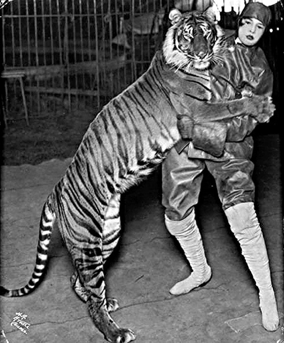 bali-tiger-ringling-bros-1914-1727326697.jpg