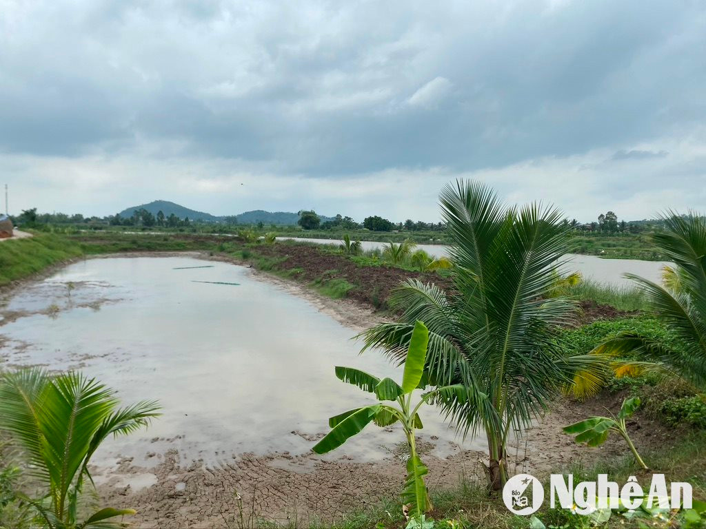 Vẫn còn một số hộ dân ở huyện Quỳnh Lưu lấn chiếm lòng sông Thái nuôi trồng thủy sản. Ảnh: văn Trường 