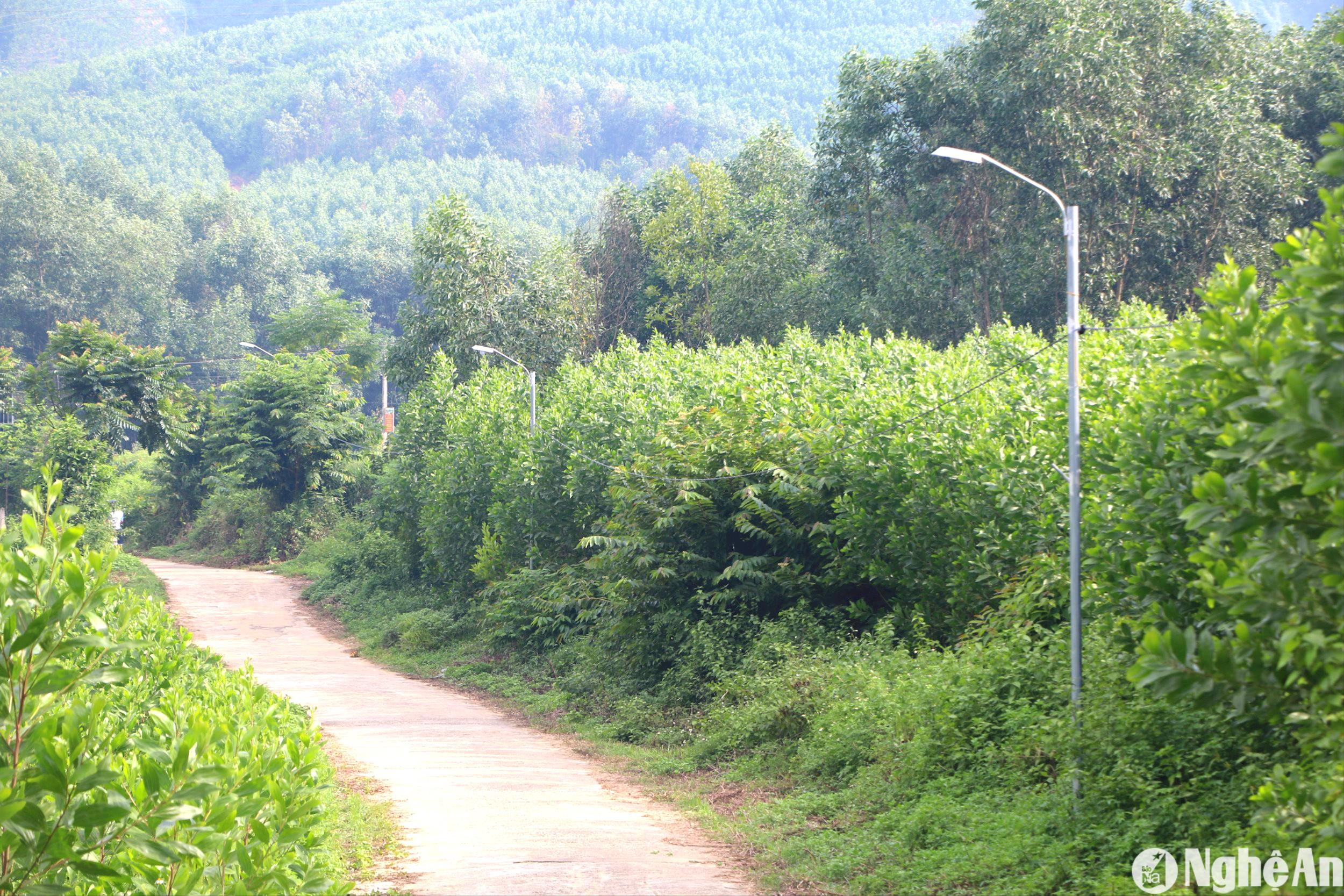 nhung-bong-den-chieu-sang-duoc-lap-dat-o-cac-tuyen-duong-nhanh-o-thon-hai-lam.jpg