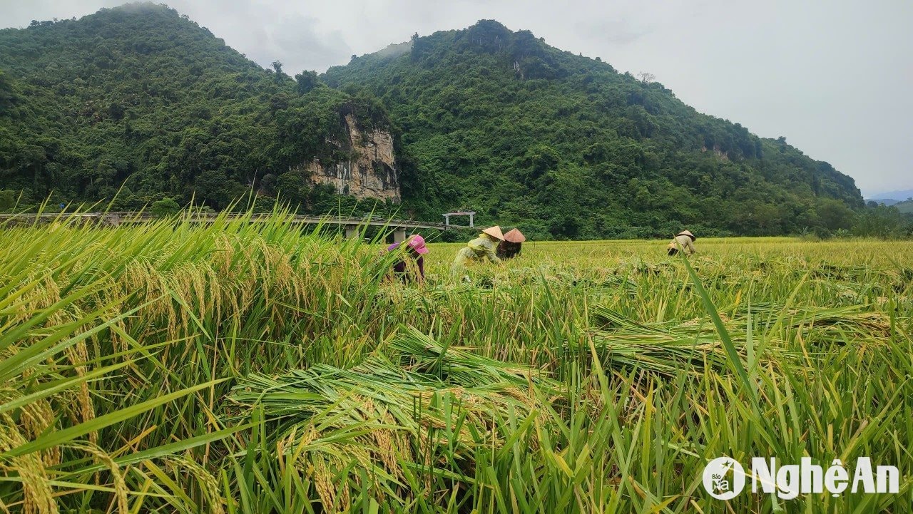 châu tiến