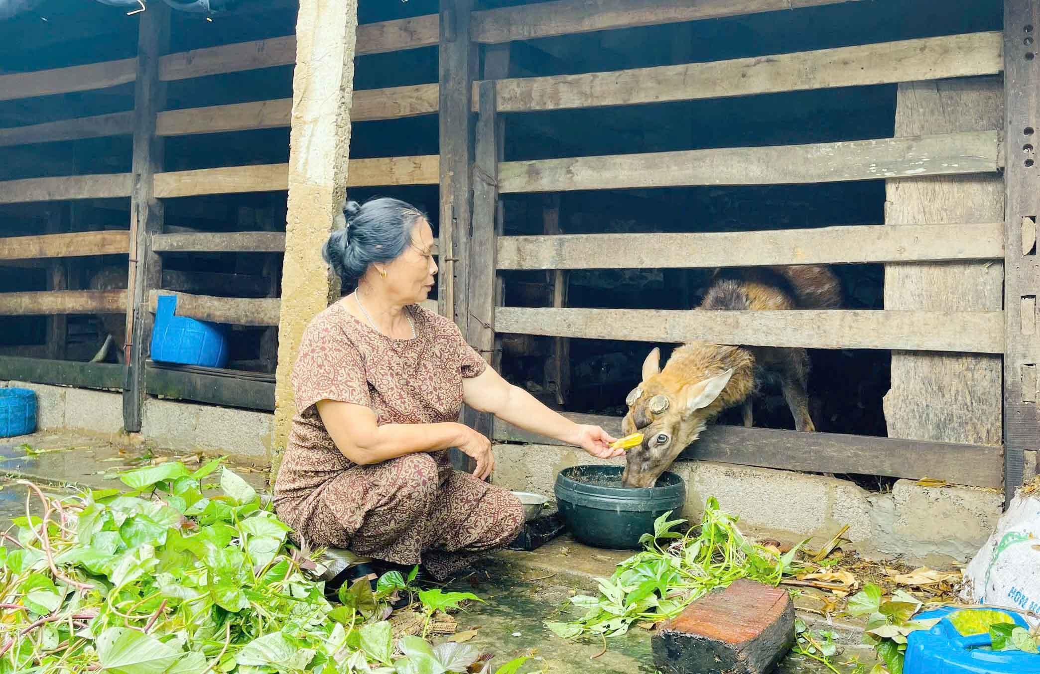 Chị Trương Thị Kim (SN 1963) ở thôn 7, xã Quỳnh Nghĩa, huyện Quỳnh Lưu bên chú hươu sao vừa cho gần 2kg gạc nhung. Ảnh: Thanh Quỳnh