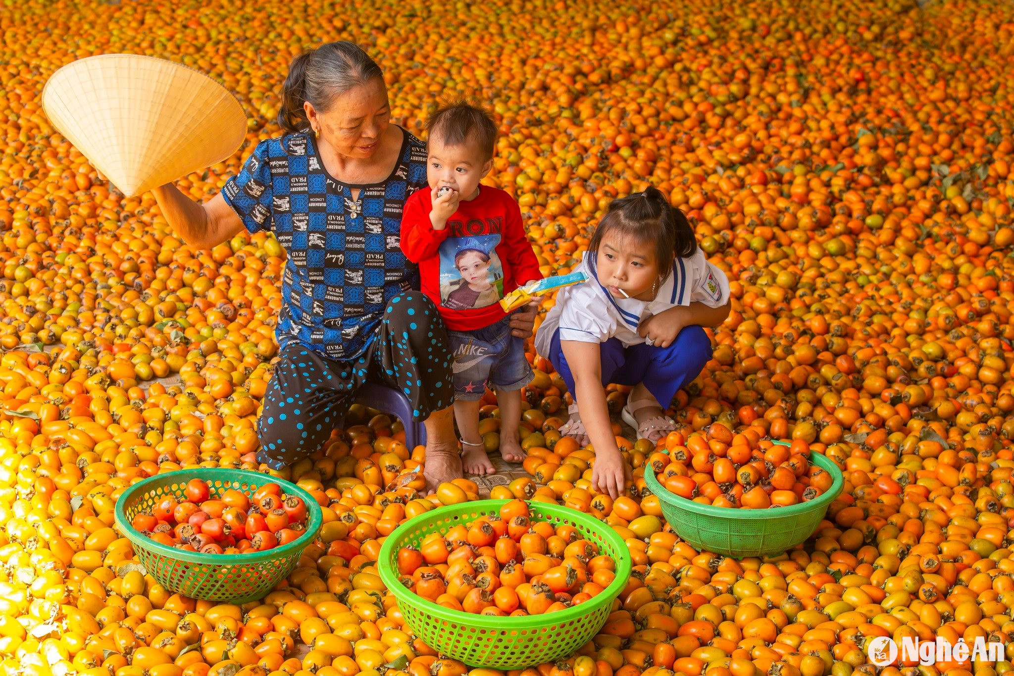 hồng Nam Anh Ảnh Quốc Đàn00001