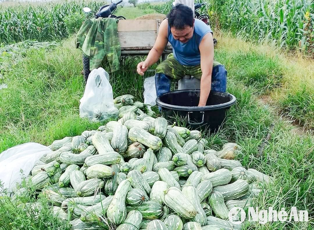 Thương lái thu mua tận ruộng với giá gấp đôi năm ngoái. Ảnh: T.P