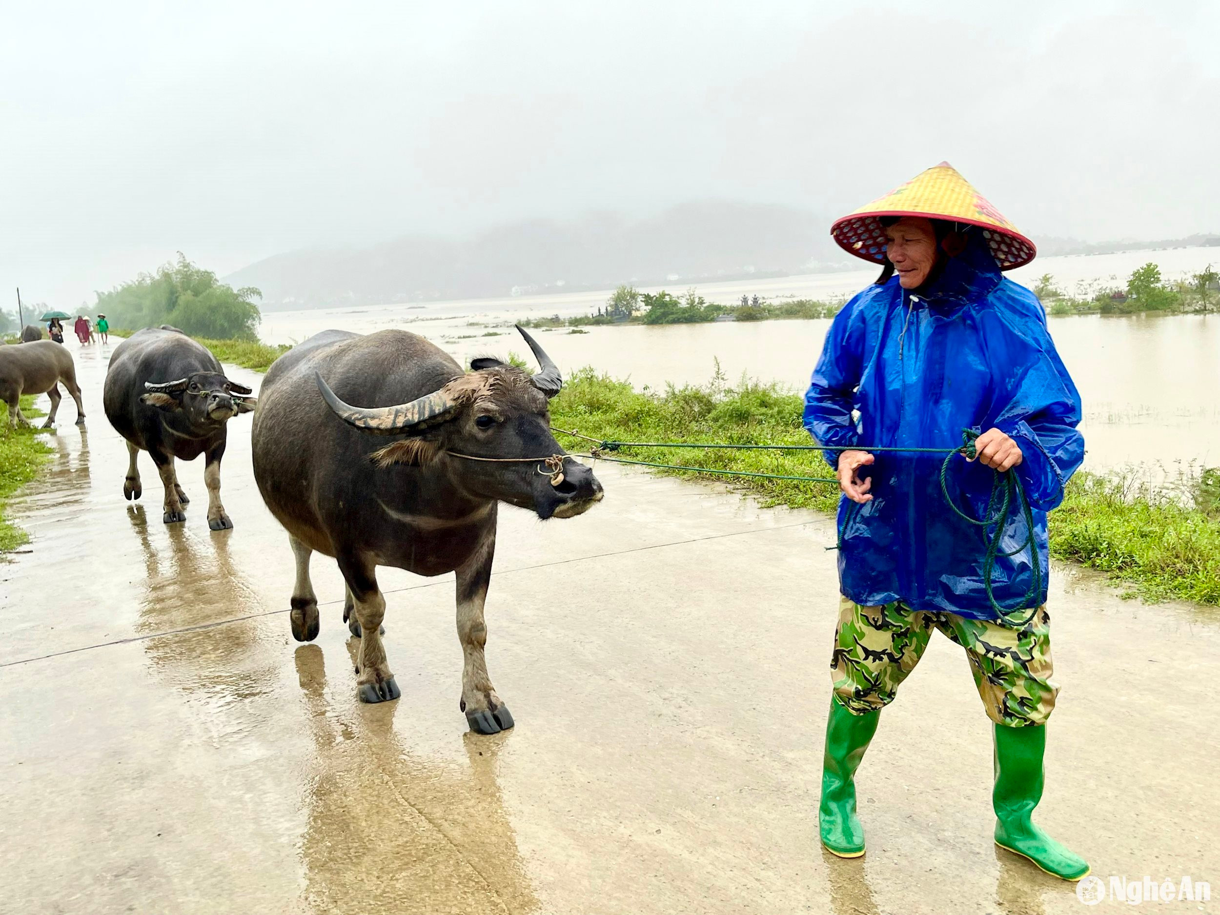  ông Vỹ dắt trâu về buộc ở vị trí tập trung. Ảnh- Phú Hương