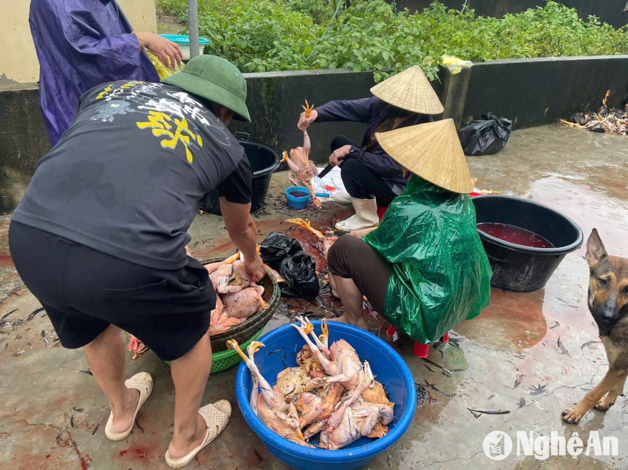 Người dân DIễn Thịnh, Diễn Châu hỗ trợ gia đình bị thiệt hại vặt lông, giao gà cho những người đặt mua. Ảnh: T.P