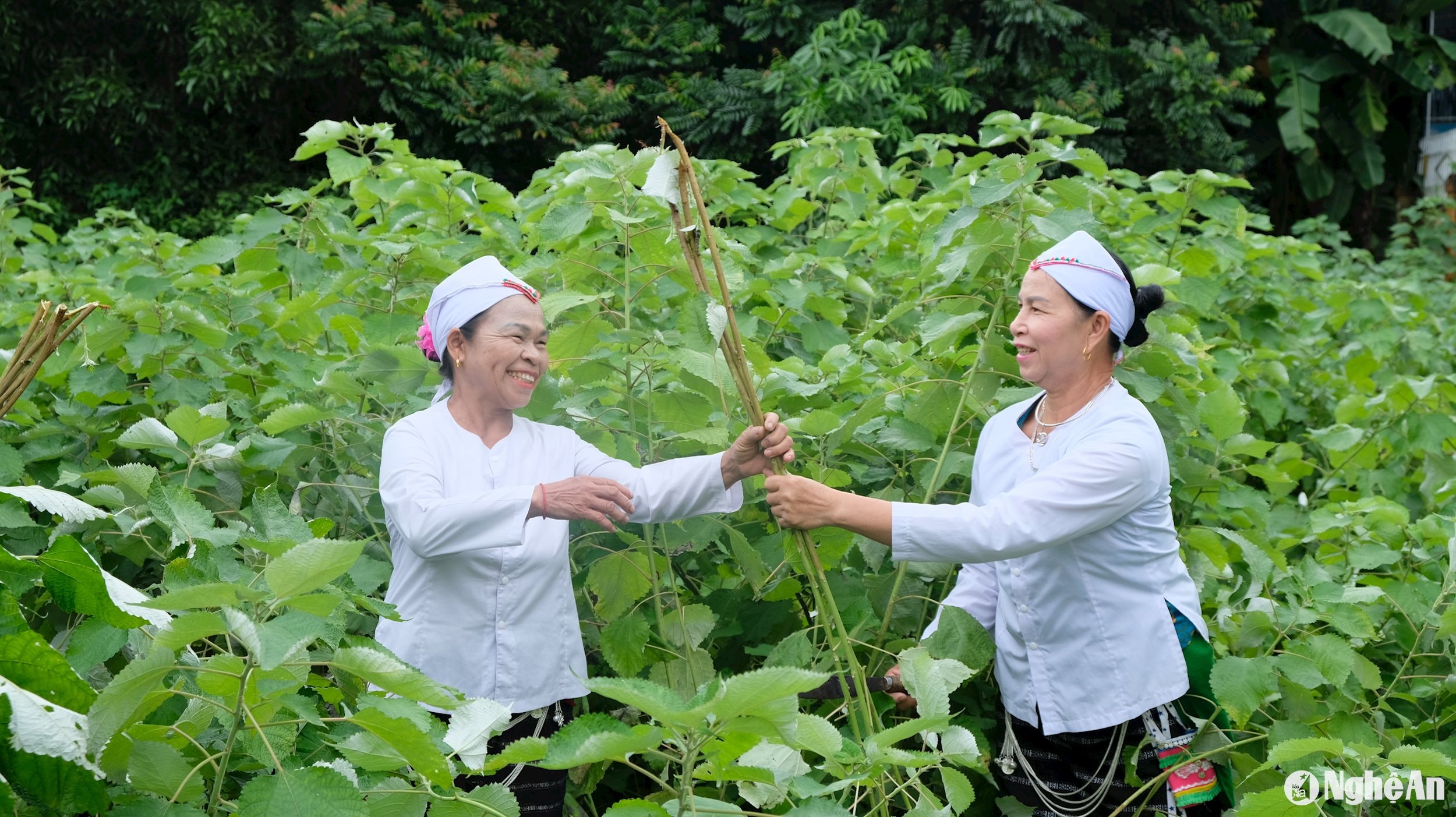 Nguyên liệu để làm võng gai được người dân xã Giai Xuân tự trồng. Ảnh: Mỹ Hà (4)