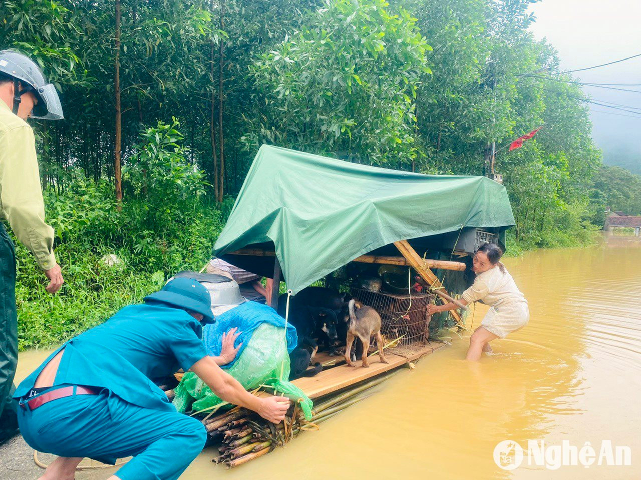 Chủ động di dời gia súc, gia cầm trước khi lũ đến nhằm giảim thiểu thiệt hại khi thiên tai gây ra. Ảnh: T.P